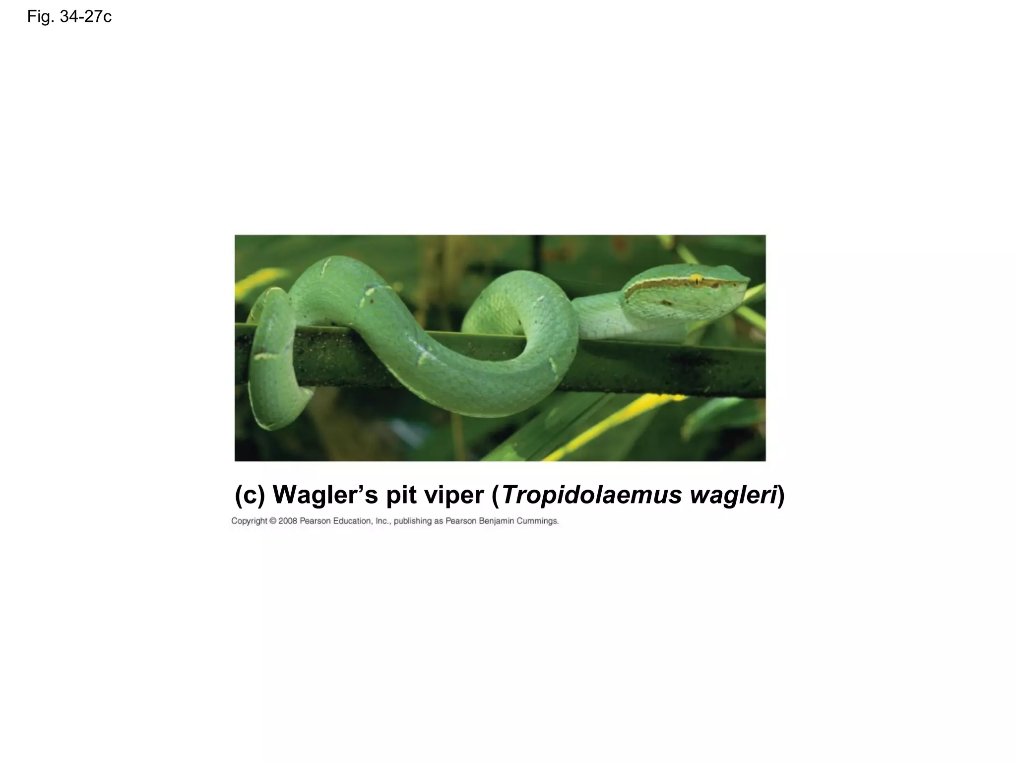 Fig. 34-27c
(c) Wagler’s pit viper (Tropidolaemus wagleri)
 