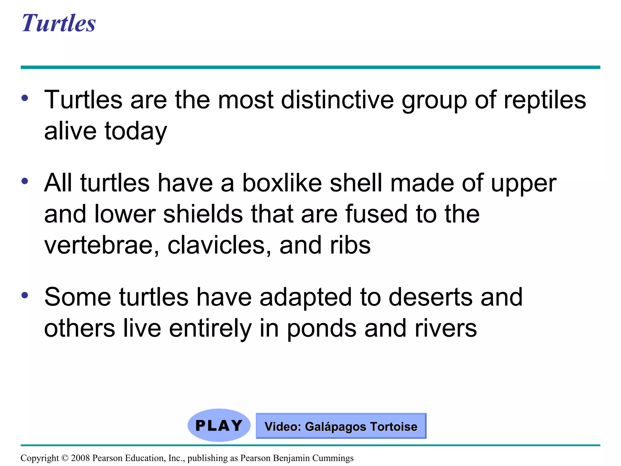 Copyright © 2008 Pearson Education, Inc., publishing as Pearson Benjamin Cummings
Turtles
• Turtles are the most distinctive group of reptiles
alive today
• All turtles have a boxlike shell made of upper
and lower shields that are fused to the
vertebrae, clavicles, and ribs
• Some turtles have adapted to deserts and
others live entirely in ponds and rivers
Video: Galápagos TortoiseVideo: Galápagos Tortoise
 