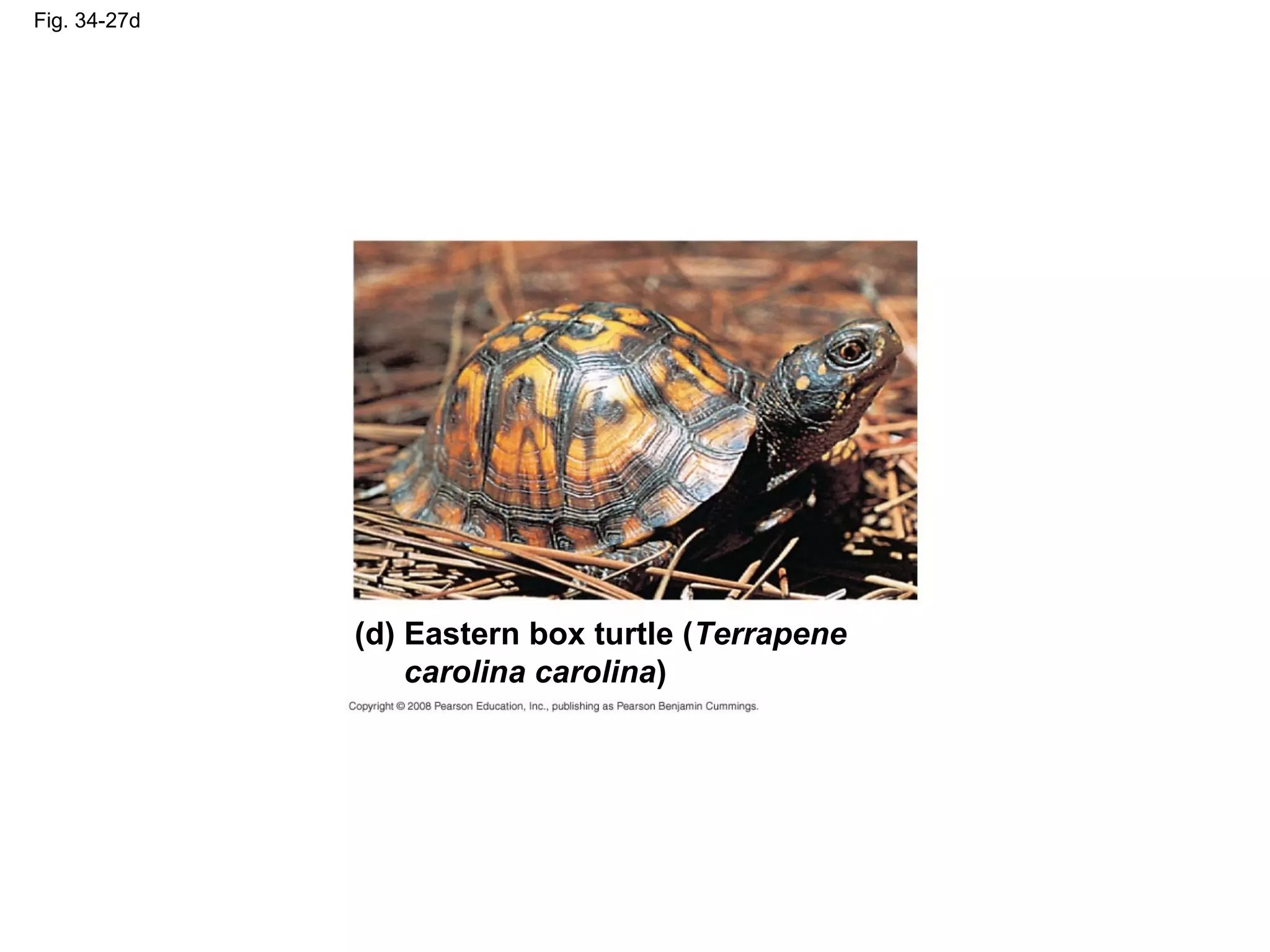 Fig. 34-27d
(d) Eastern box turtle (Terrapene
carolina carolina)
 