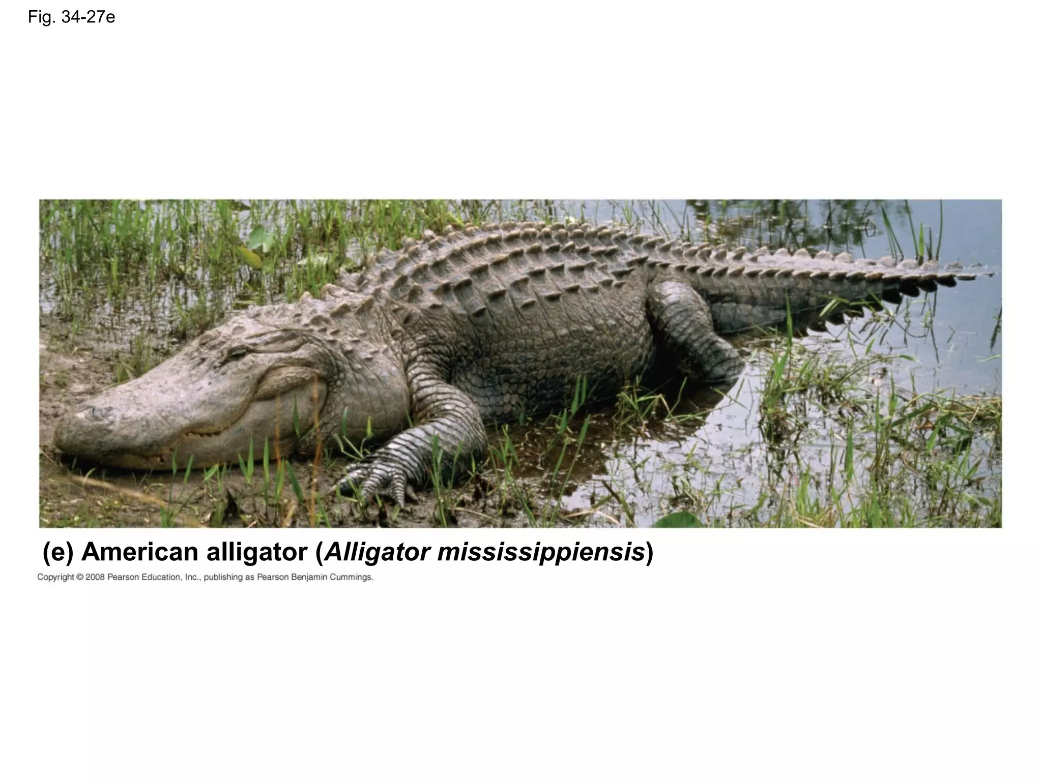 Fig. 34-27e
(e) American alligator (Alligator mississippiensis)
 
