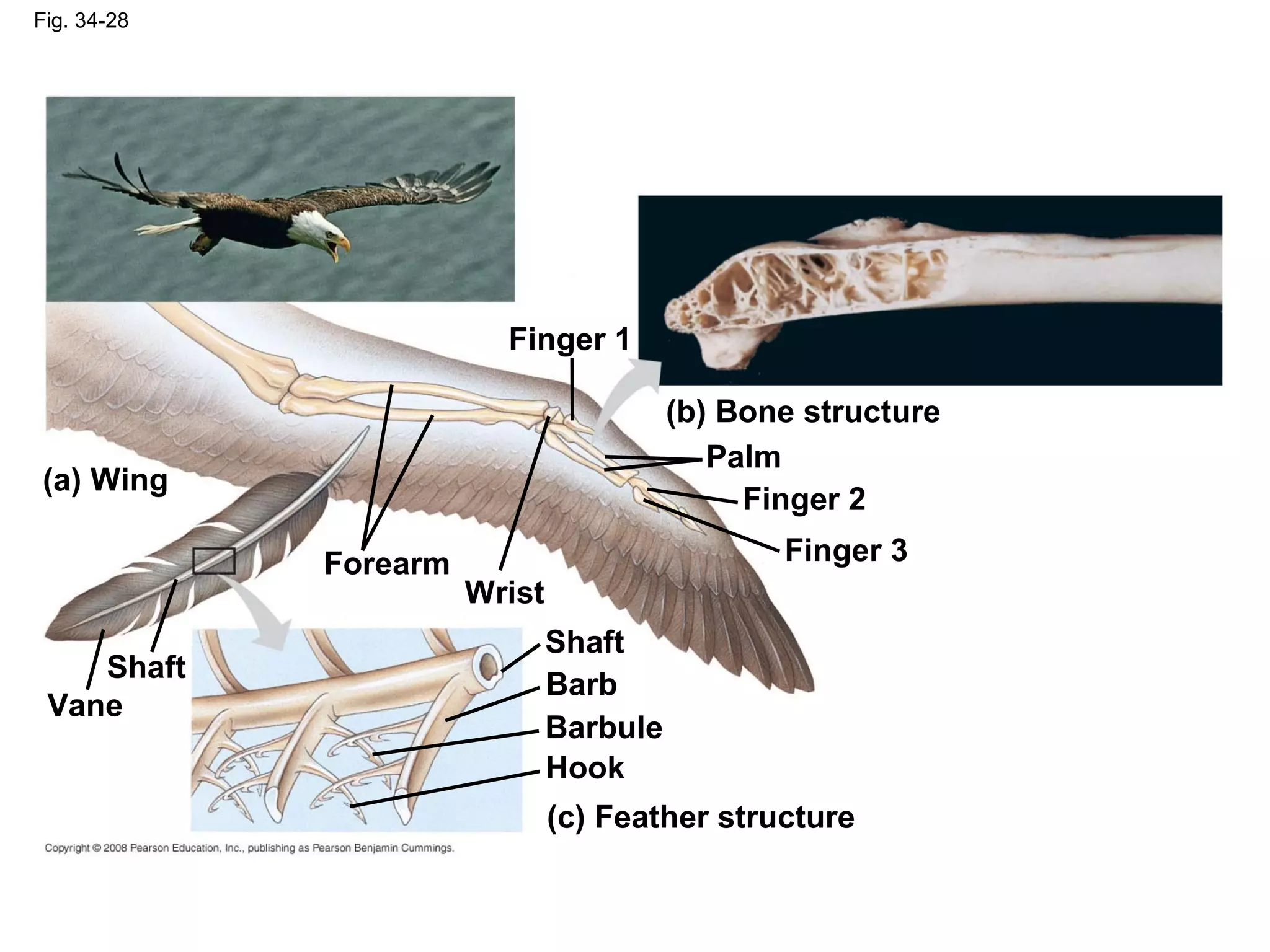 Fig. 34-28
(a) Wing
(b) Bone structure
(c) Feather structure
Finger 1
Finger 2
Finger 3
Palm
Hook
Vane
Barbule
Barb
Shaft
Wrist
Forearm
Shaft
 