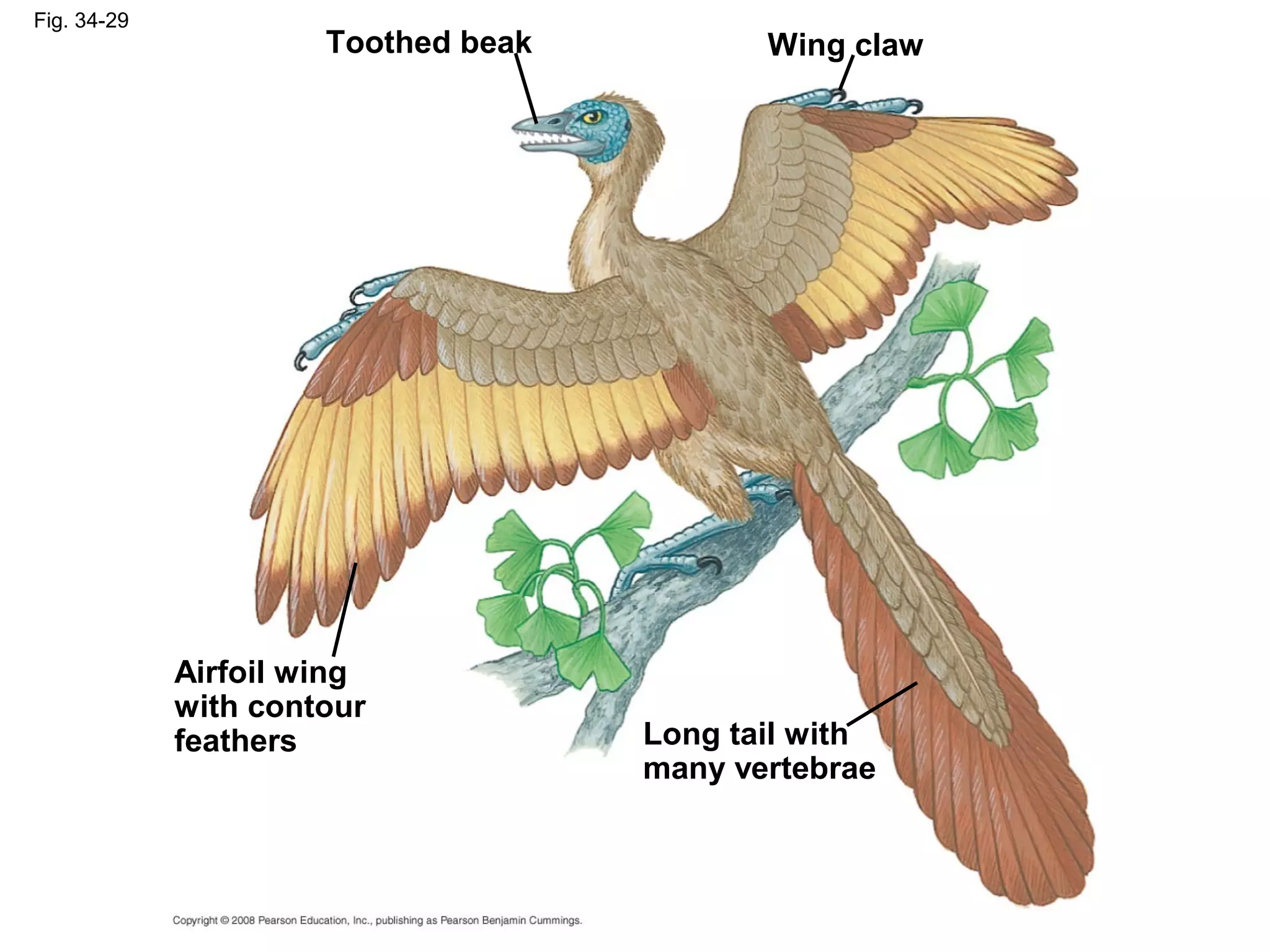 Fig. 34-29
Airfoil wing
with contour
feathers
Toothed beak Wing claw
Long tail with
many vertebrae
 