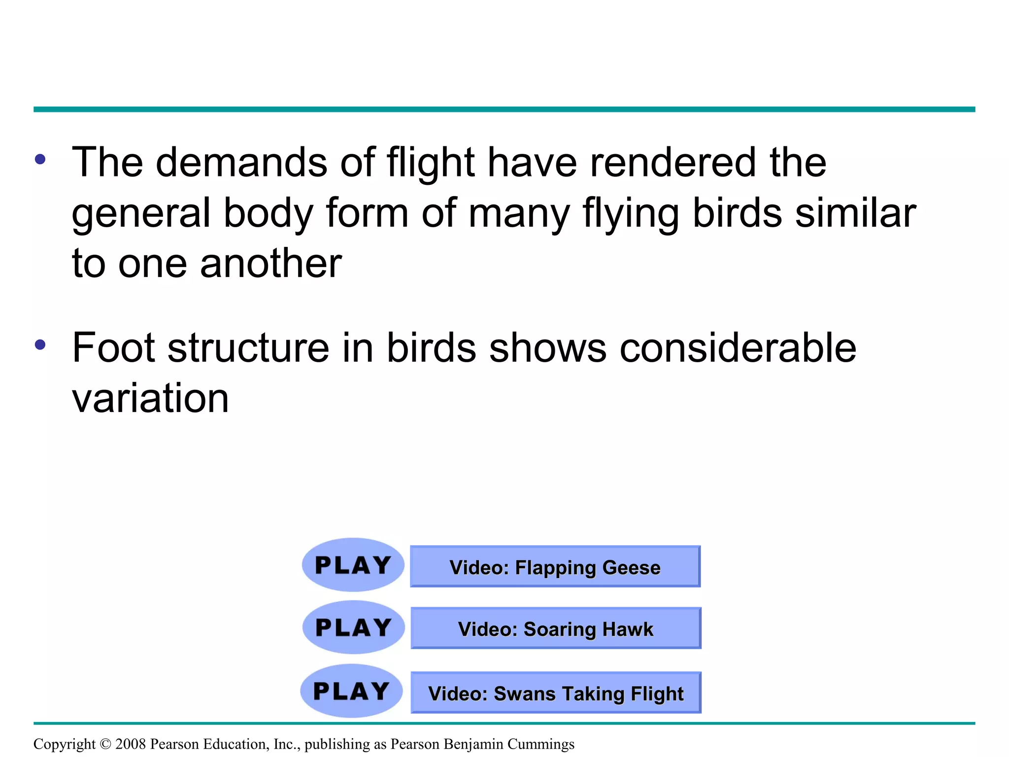 Copyright © 2008 Pearson Education, Inc., publishing as Pearson Benjamin Cummings
• The demands of flight have rendered the
general body form of many flying birds similar
to one another
• Foot structure in birds shows considerable
variation
Video: Flapping GeeseVideo: Flapping Geese
Video: Swans Taking FlightVideo: Swans Taking Flight
Video: Soaring HawkVideo: Soaring Hawk
 