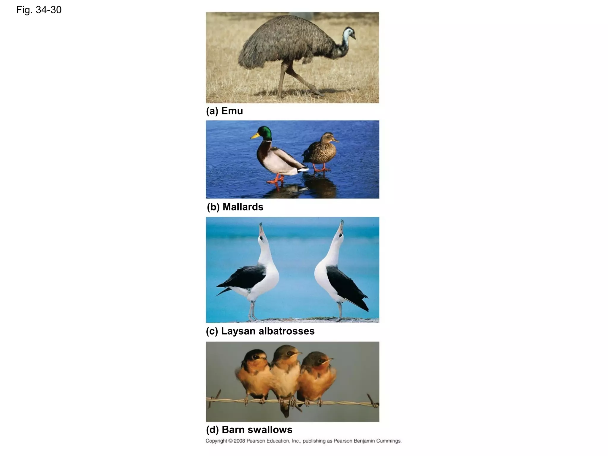 Fig. 34-30
(a) Emu
(b) Mallards
(c) Laysan albatrosses
(d) Barn swallows
 