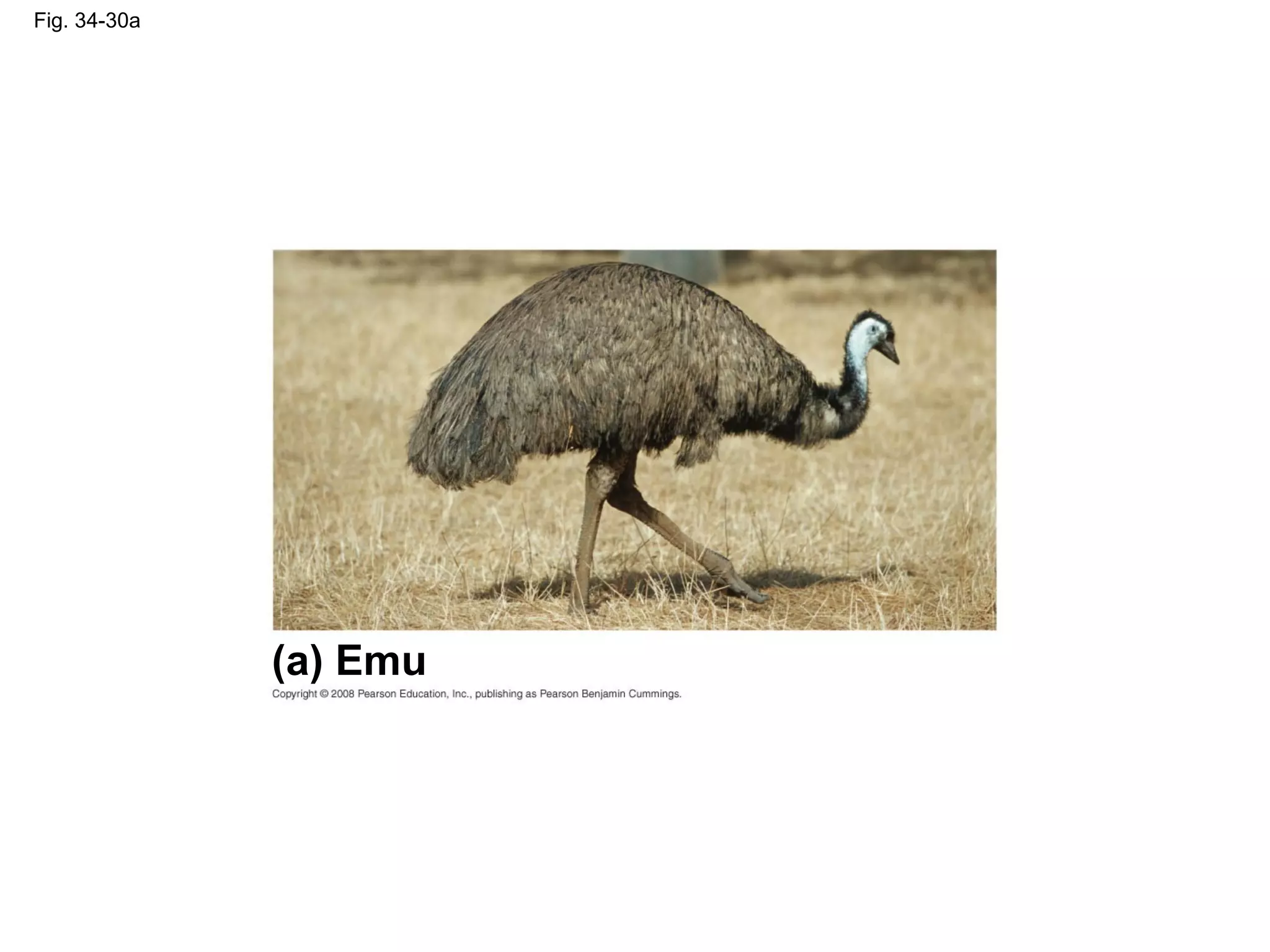 Fig. 34-30a
(a) Emu
 