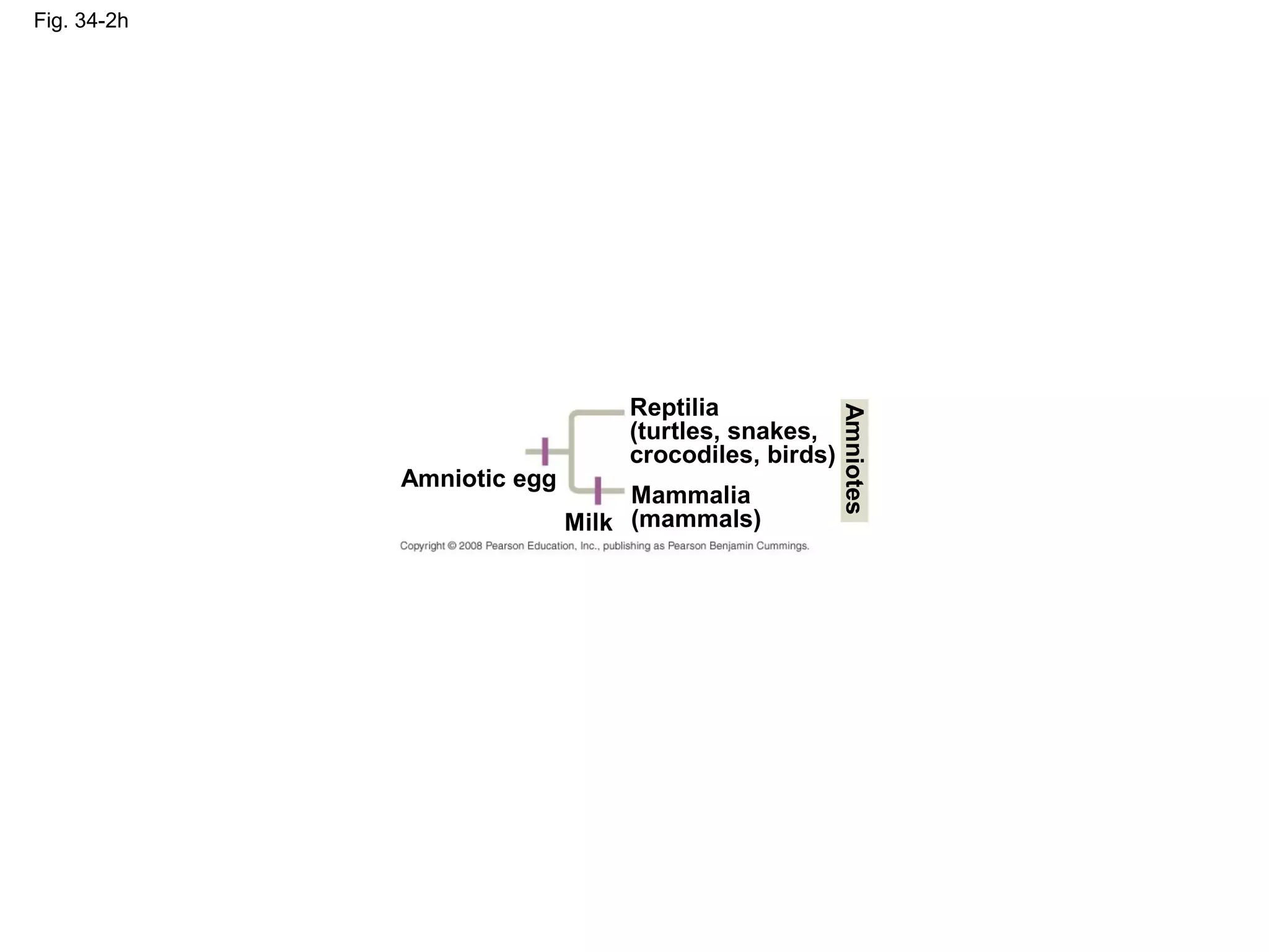 Fig. 34-2h
Amniotic egg
Milk
Mammalia
(mammals)
Reptilia
(turtles, snakes,
crocodiles, birds)
Amniotes
 
