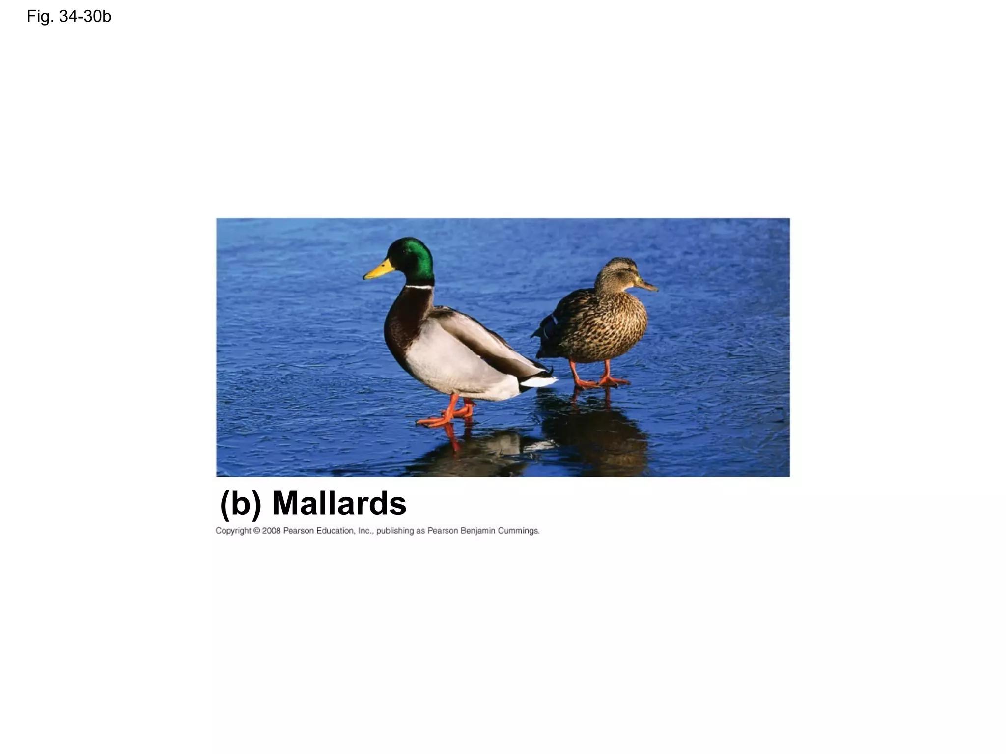 Fig. 34-30b
(b) Mallards
 