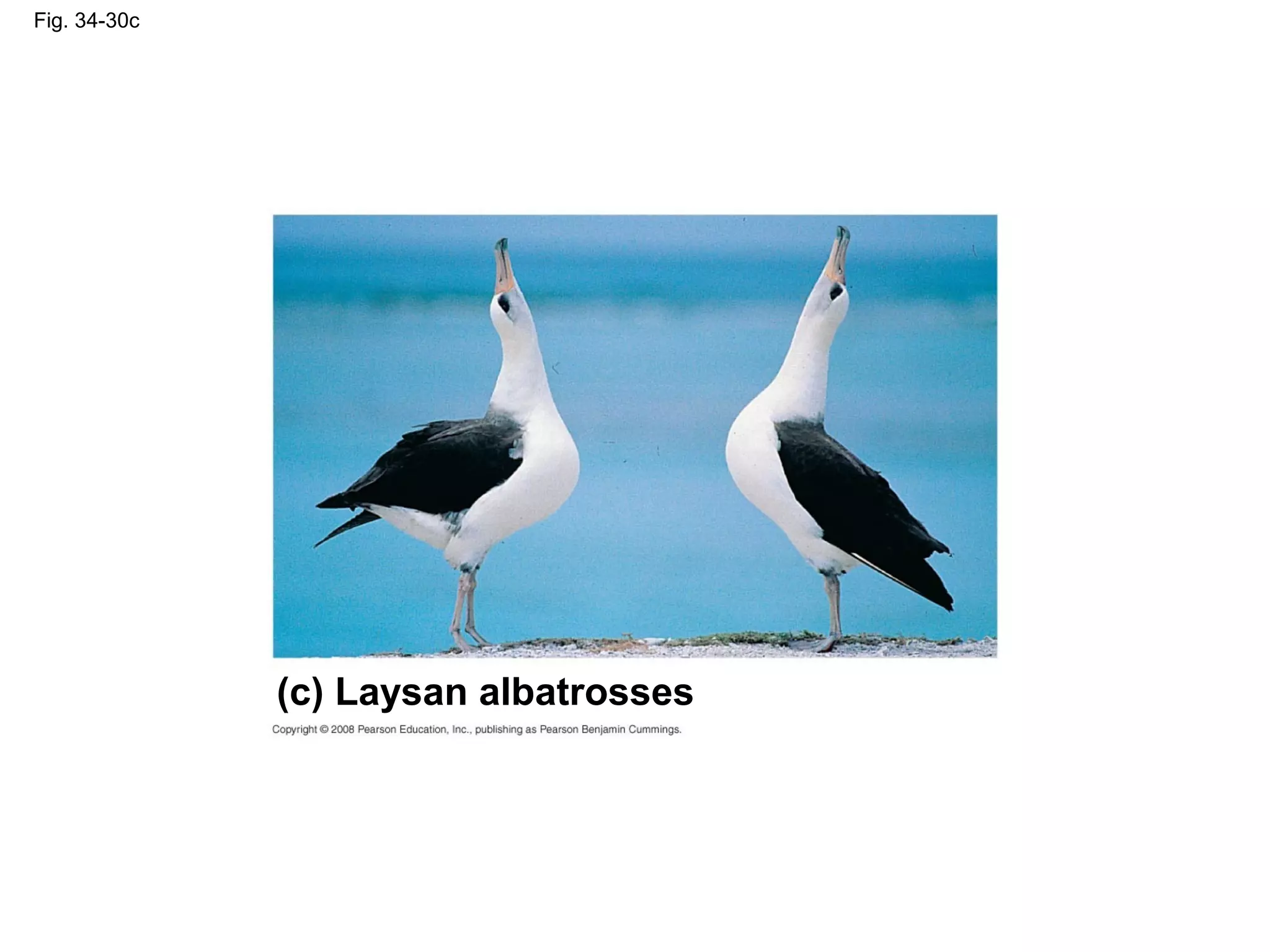 Fig. 34-30c
(c) Laysan albatrosses
 