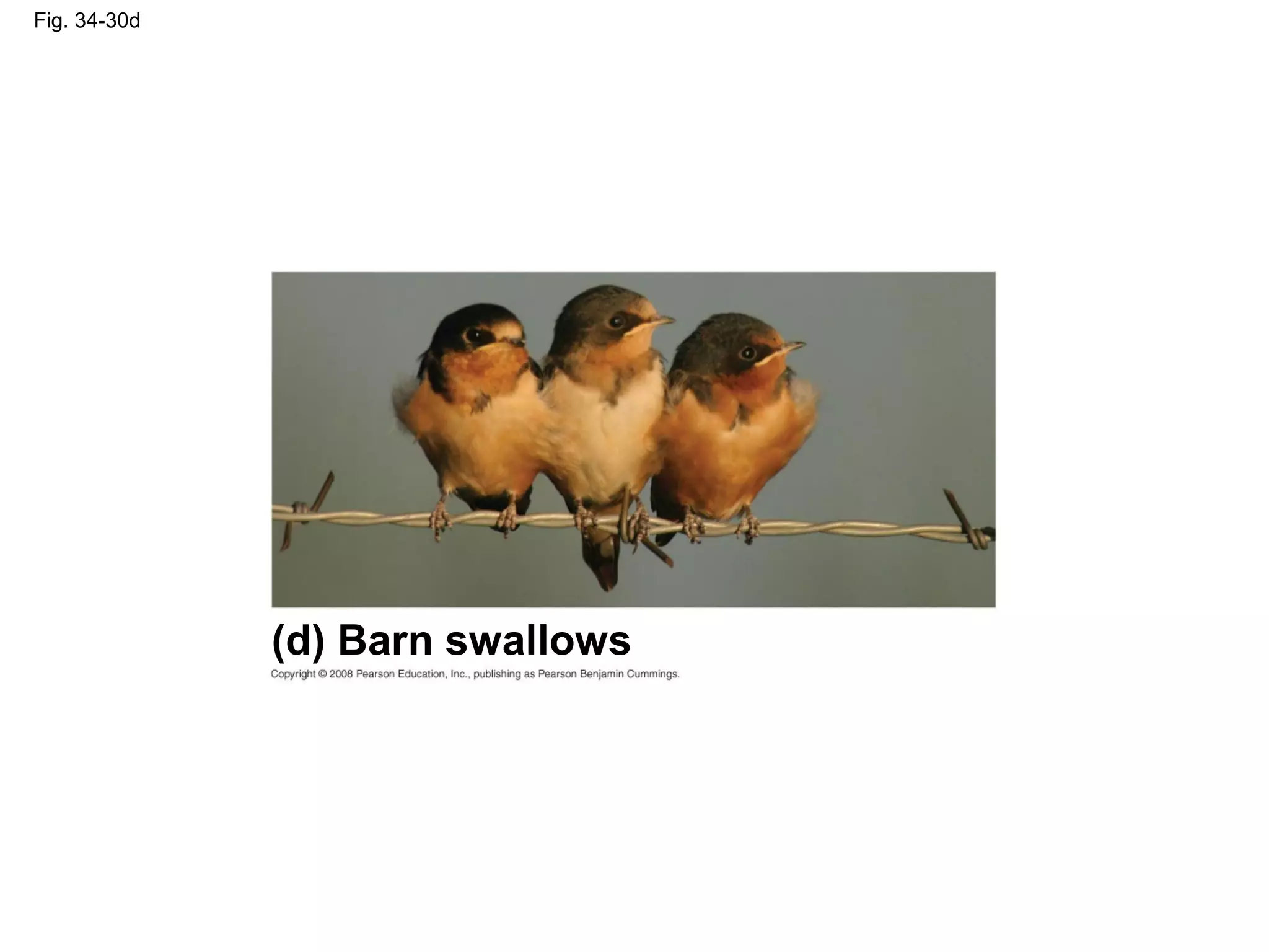 Fig. 34-30d
(d) Barn swallows
 