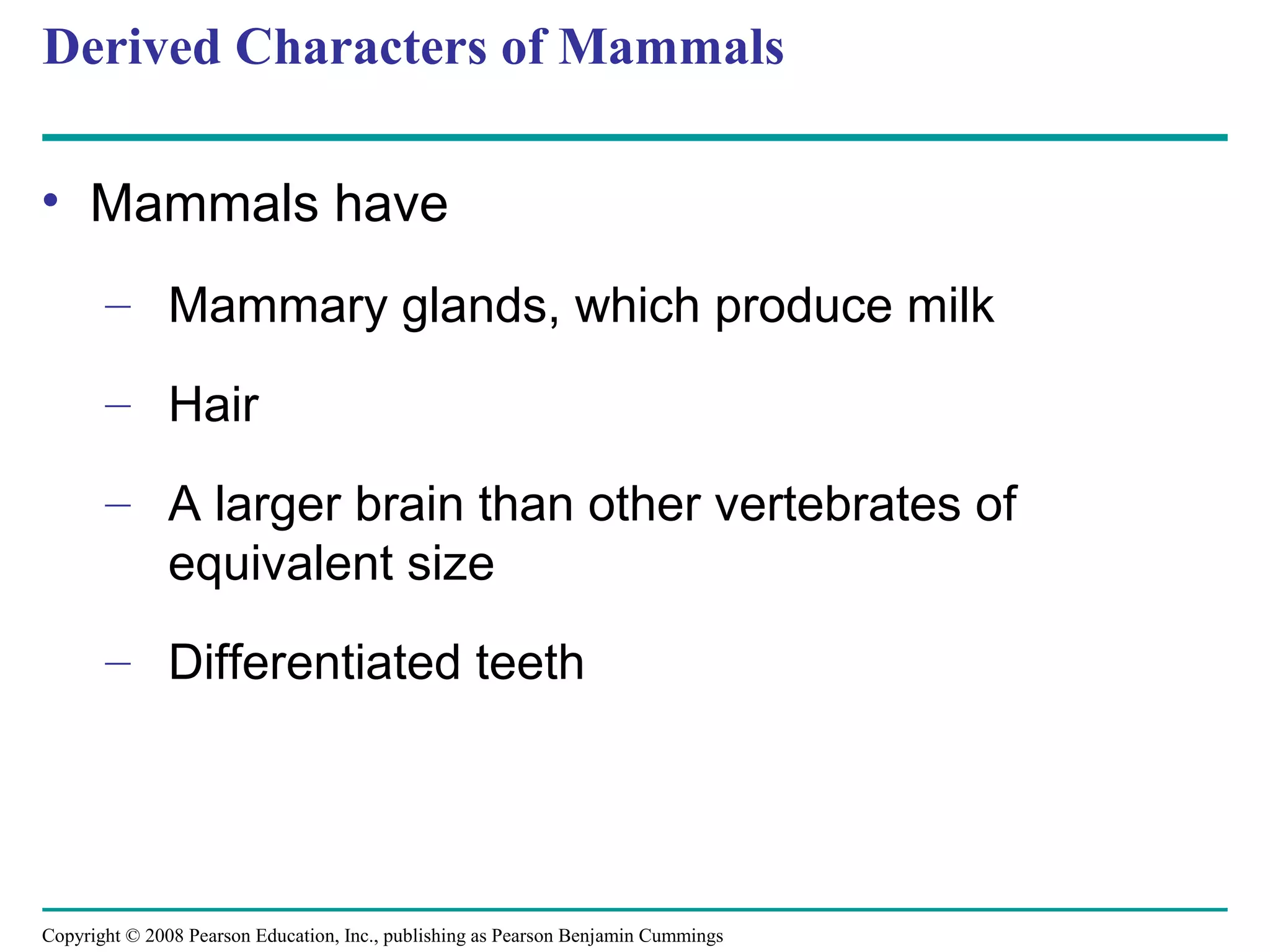 Copyright © 2008 Pearson Education, Inc., publishing as Pearson Benjamin Cummings
Derived Characters of Mammals
• Mammals have
– Mammary glands, which produce milk
– Hair
– A larger brain than other vertebrates of
equivalent size
– Differentiated teeth
 