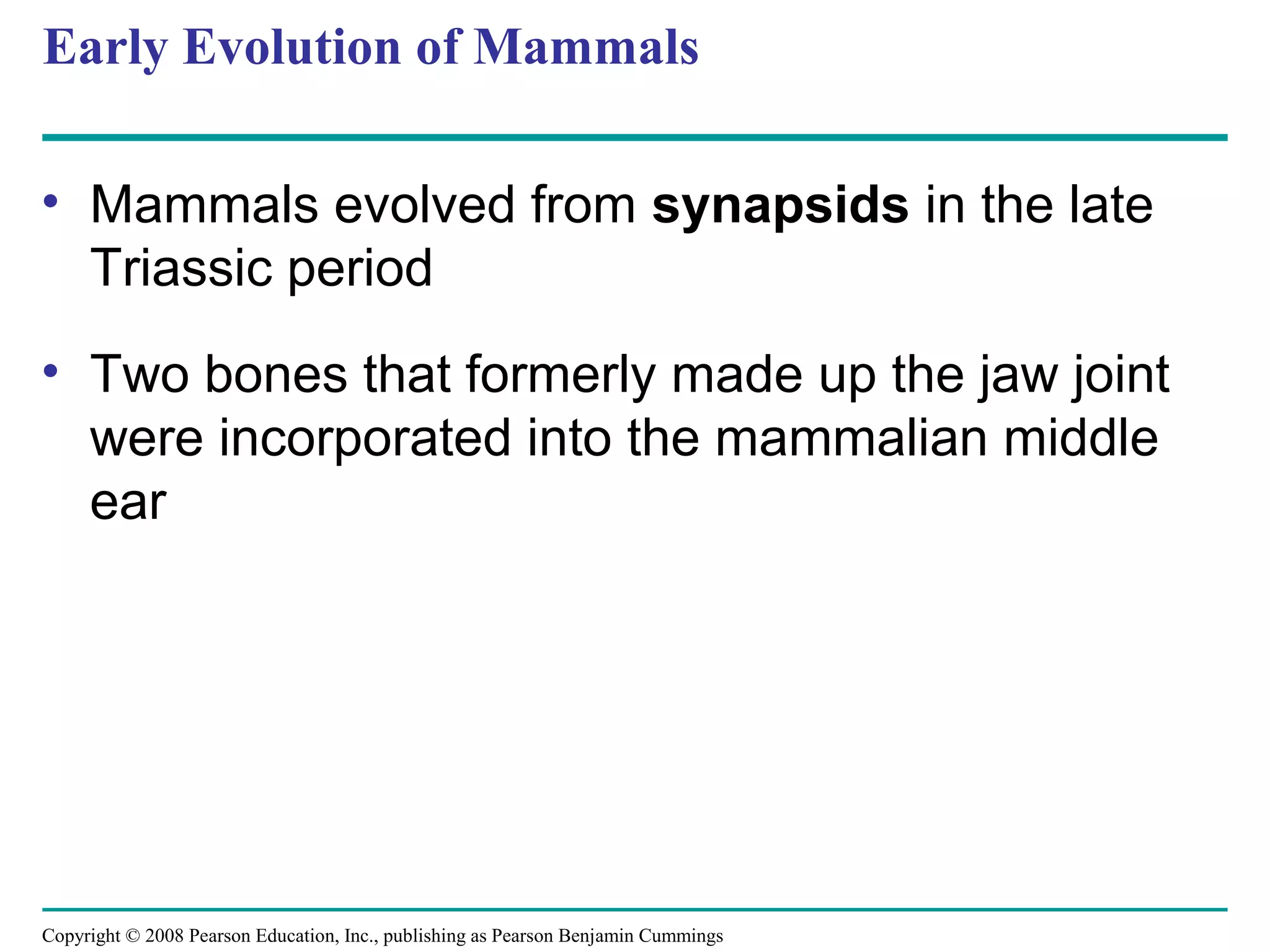 Copyright © 2008 Pearson Education, Inc., publishing as Pearson Benjamin Cummings
Early Evolution of Mammals
• Mammals evolved from synapsids in the late
Triassic period
• Two bones that formerly made up the jaw joint
were incorporated into the mammalian middle
ear
 