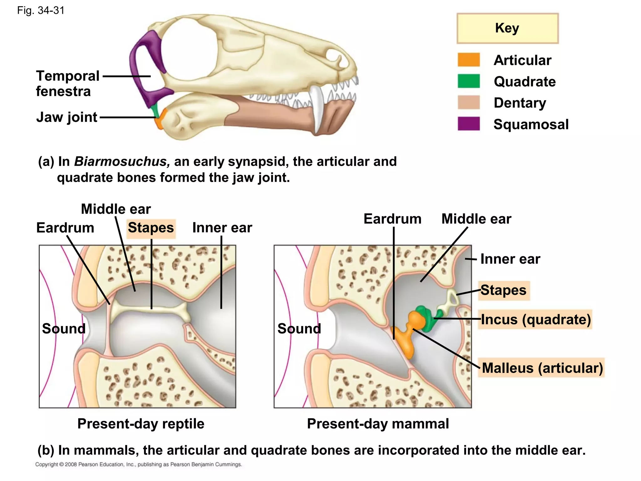 Fig. 34-31
(b) In mammals, the articular and quadrate bones are incorporated into the middle ear.
(a) In Biarmosuchus, an early synapsid, the articular and
quadrate bones formed the jaw joint.
Middle ear
Temporal
fenestra
Jaw joint
Eardrum
Present-day reptile Present-day mammal
Malleus (articular)
Incus (quadrate)
Sound
Stapes
Inner ear
Eardrum Middle ear
Sound
Inner earStapes
Key
Quadrate
Articular
Squamosal
Dentary
 
