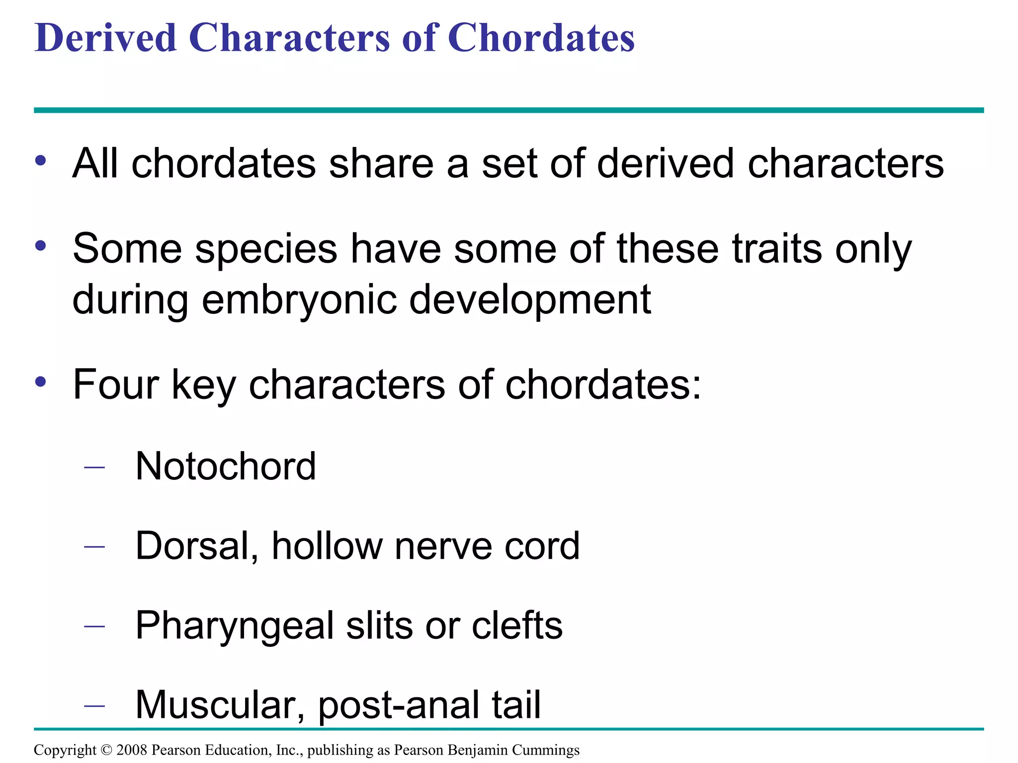 Copyright © 2008 Pearson Education, Inc., publishing as Pearson Benjamin Cummings
Derived Characters of Chordates
• All chordates share a set of derived characters
• Some species have some of these traits only
during embryonic development
• Four key characters of chordates:
– Notochord
– Dorsal, hollow nerve cord
– Pharyngeal slits or clefts
– Muscular, post-anal tail
 