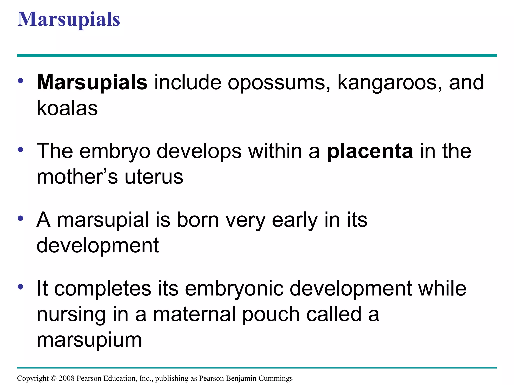 Copyright © 2008 Pearson Education, Inc., publishing as Pearson Benjamin Cummings
Marsupials
• Marsupials include opossums, kangaroos, and
koalas
• The embryo develops within a placenta in the
mother’s uterus
• A marsupial is born very early in its
development
• It completes its embryonic development while
nursing in a maternal pouch called a
marsupium
 
