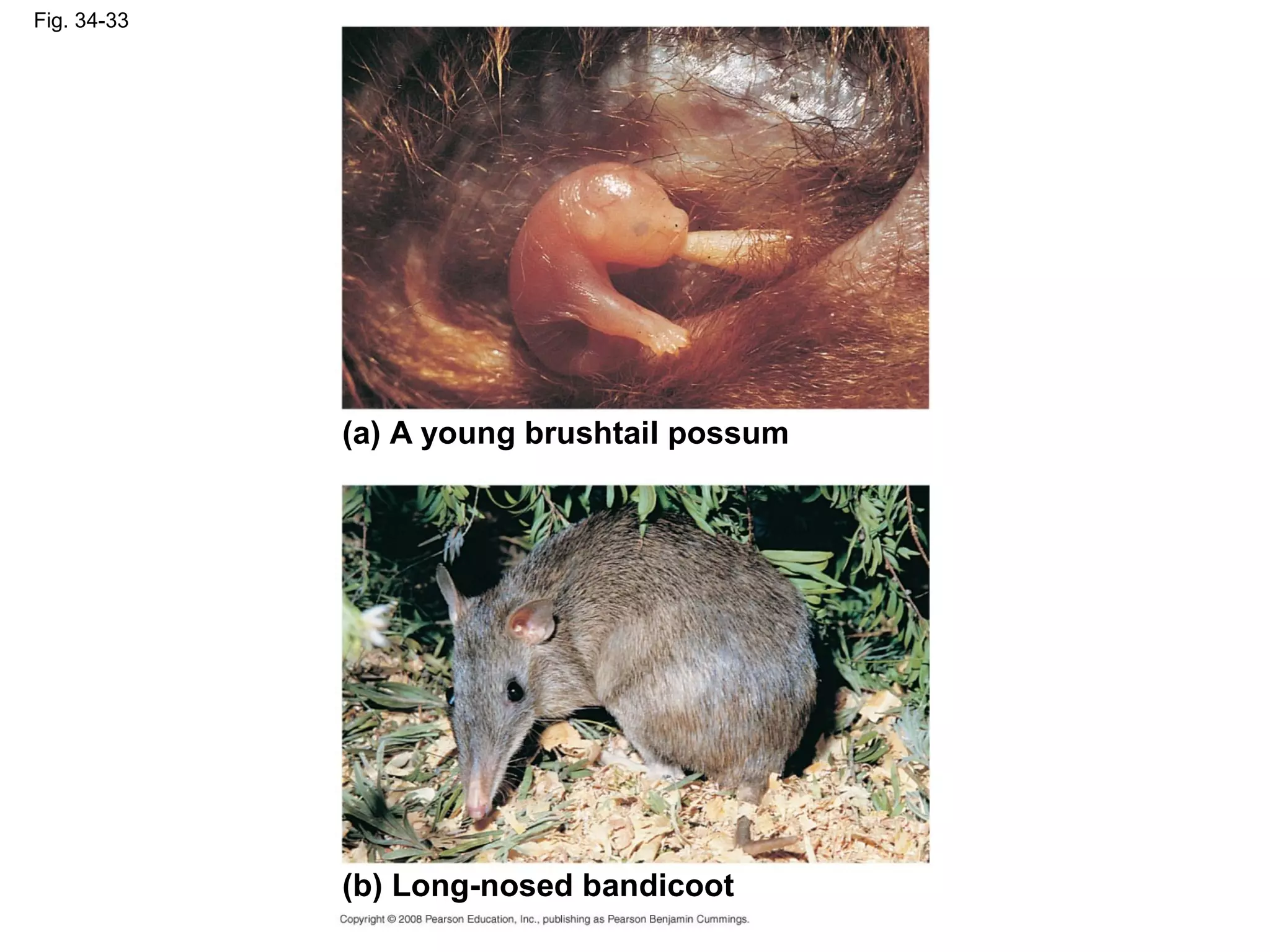 Fig. 34-33
(a) A young brushtail possum
(b) Long-nosed bandicoot
 