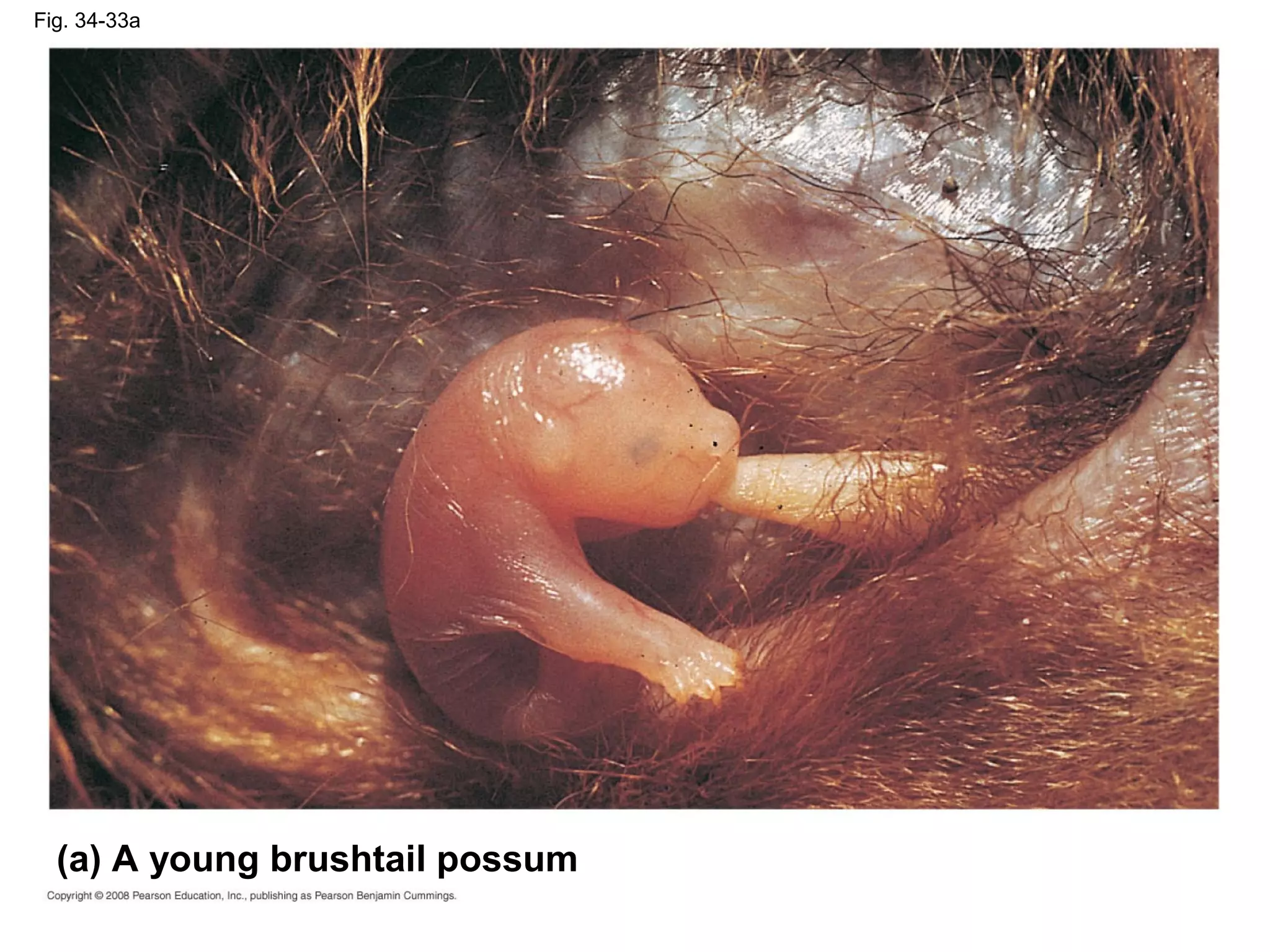 Fig. 34-33a
(a) A young brushtail possum
 
