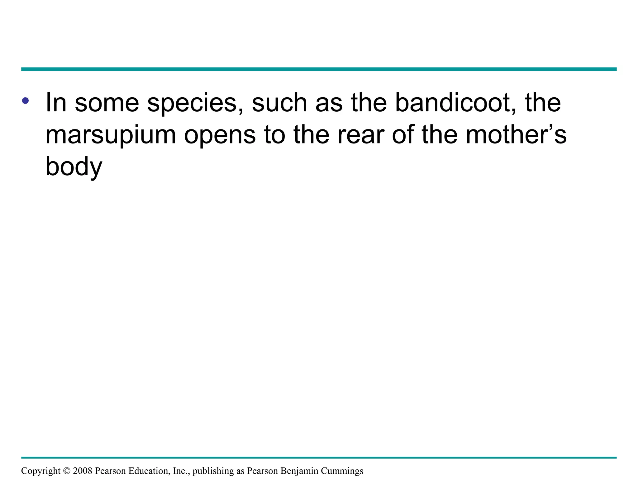 Copyright © 2008 Pearson Education, Inc., publishing as Pearson Benjamin Cummings
• In some species, such as the bandicoot, the
marsupium opens to the rear of the mother’s
body
 