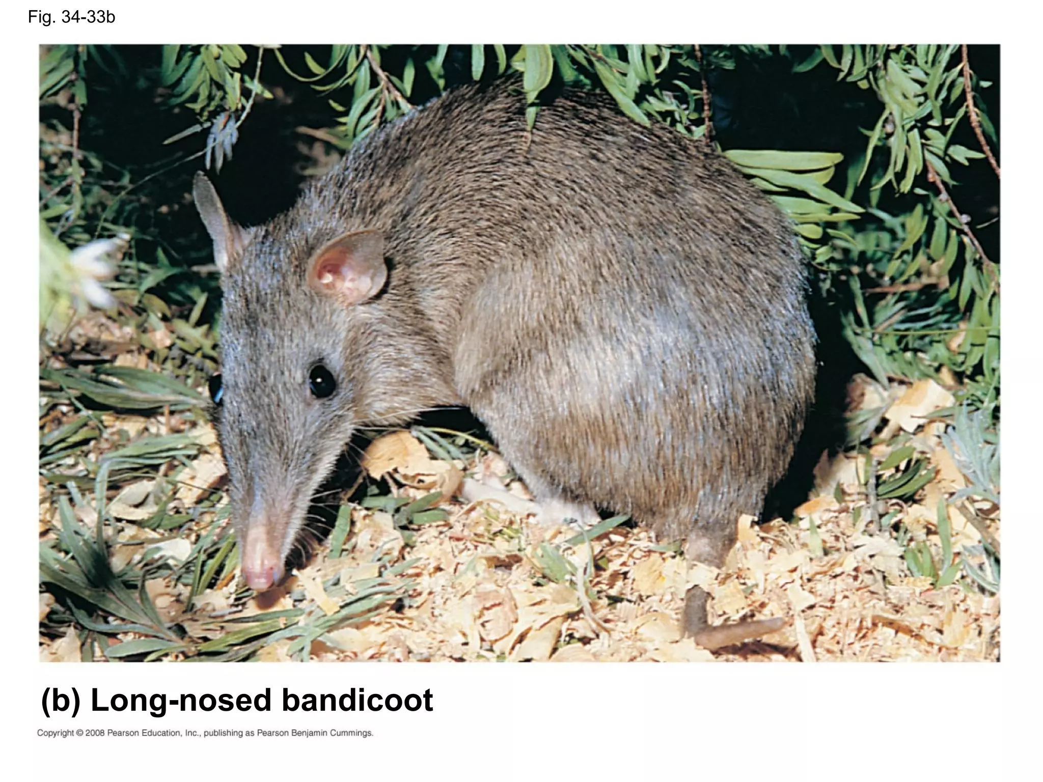 Fig. 34-33b
(b) Long-nosed bandicoot
 