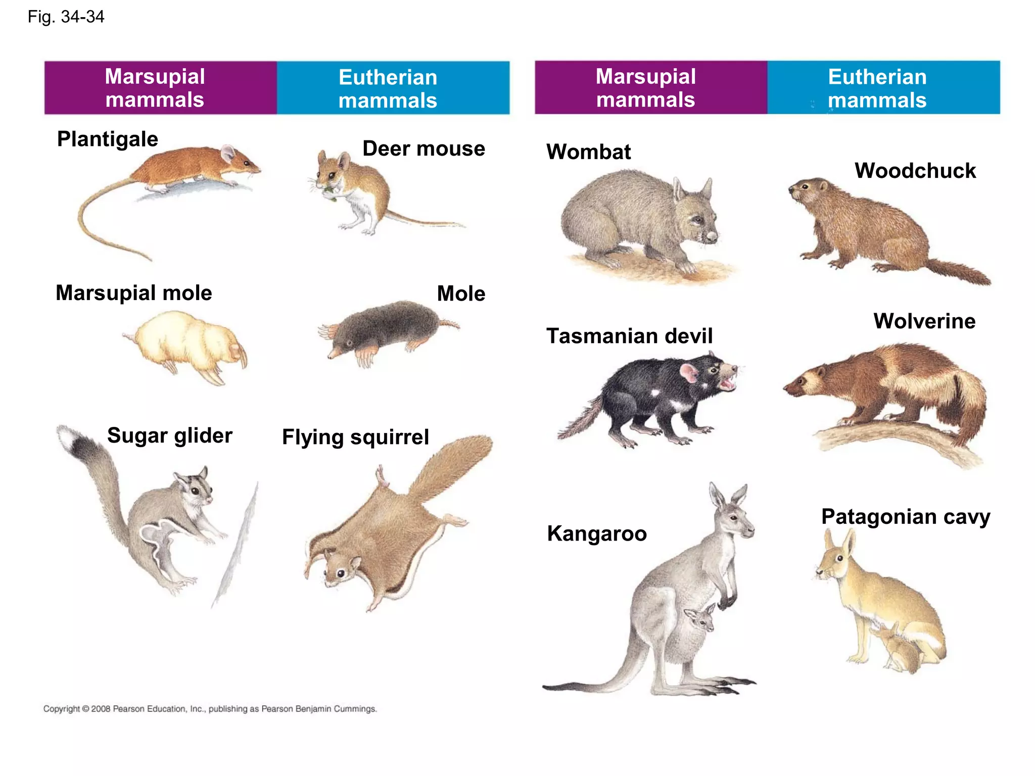 Fig. 34-34
Plantigale
Marsupial
mammals
Eutherian
mammals
Marsupial
mammals
Eutherian
mammals
Marsupial mole
Flying squirrelSugar glider
Deer mouse
Mole
Tasmanian devil
Wombat
Kangaroo
Woodchuck
Patagonian cavy
Wolverine
 