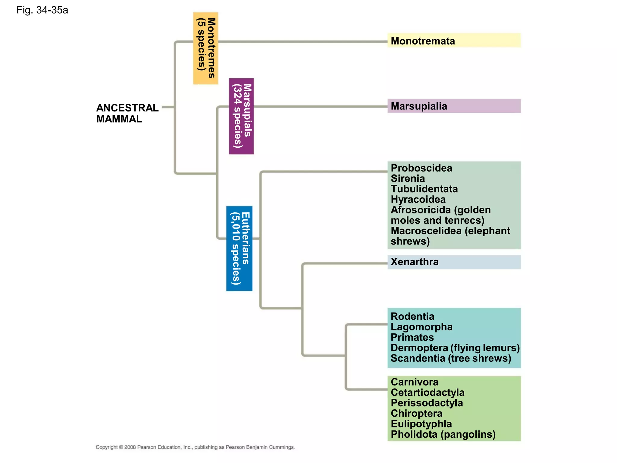Fig. 34-35a
ANCESTRAL
MAMMAL
Monotremata
Marsupialia
Monotremes
(5species)
Marsupials
(324species)
Eutherians
(5,010species)
Xenarthra
Rodentia
Lagomorpha
Primates
Dermoptera (flying lemurs)
Scandentia (tree shrews)
Carnivora
Cetartiodactyla
Perissodactyla
Chiroptera
Eulipotyphla
Pholidota (pangolins)
Proboscidea
Sirenia
Tubulidentata
Hyracoidea
Afrosoricida (golden
moles and tenrecs)
Macroscelidea (elephant
shrews)
 