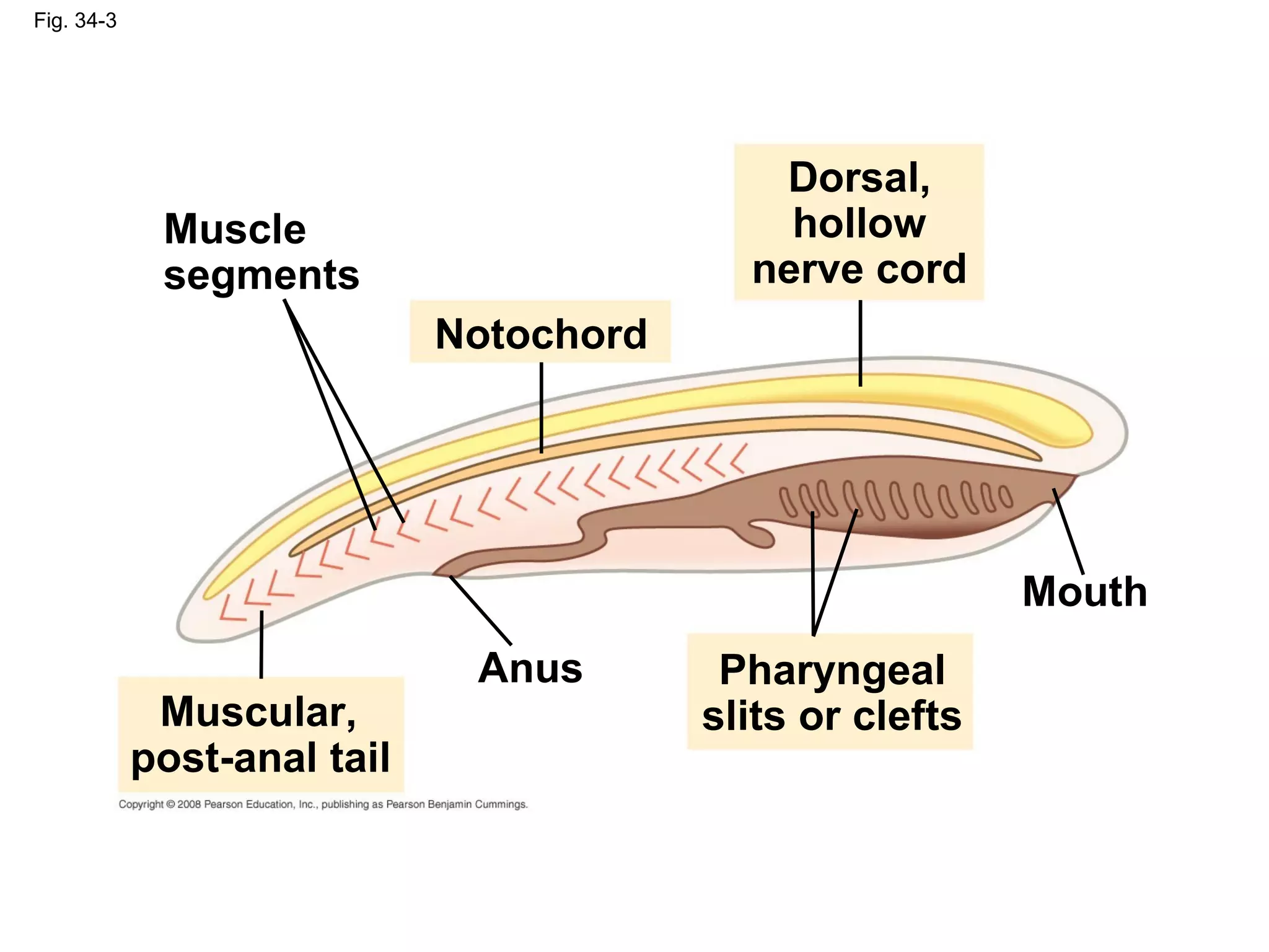 Fig. 34-3
Dorsal,
hollow
nerve cord
Anus
Muscular,
post-anal tail
Pharyngeal
slits or clefts
Notochord
Mouth
Muscle
segments
 