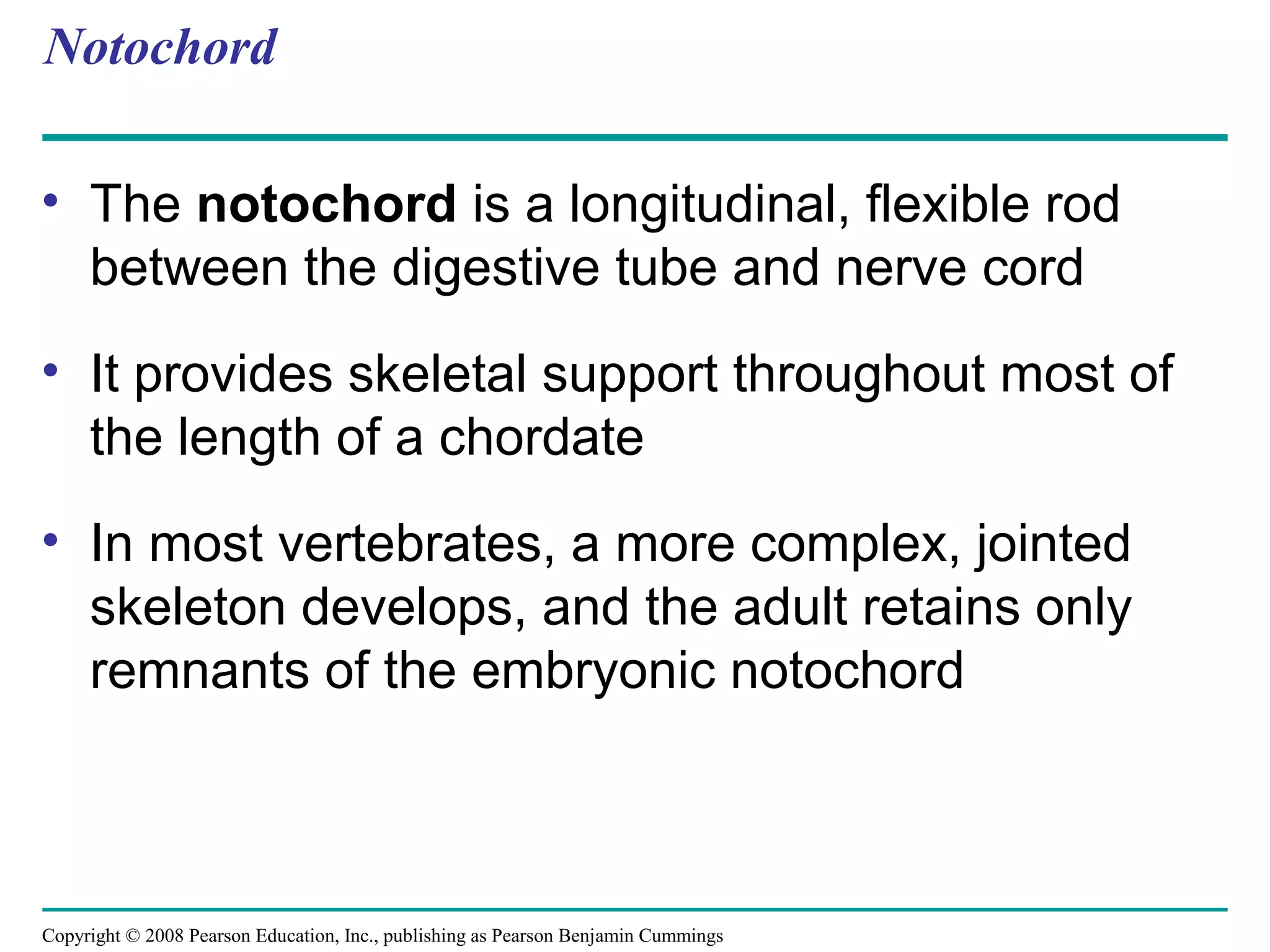 Copyright © 2008 Pearson Education, Inc., publishing as Pearson Benjamin Cummings
Notochord
• The notochord is a longitudinal, flexible rod
between the digestive tube and nerve cord
• It provides skeletal support throughout most of
the length of a chordate
• In most vertebrates, a more complex, jointed
skeleton develops, and the adult retains only
remnants of the embryonic notochord
 