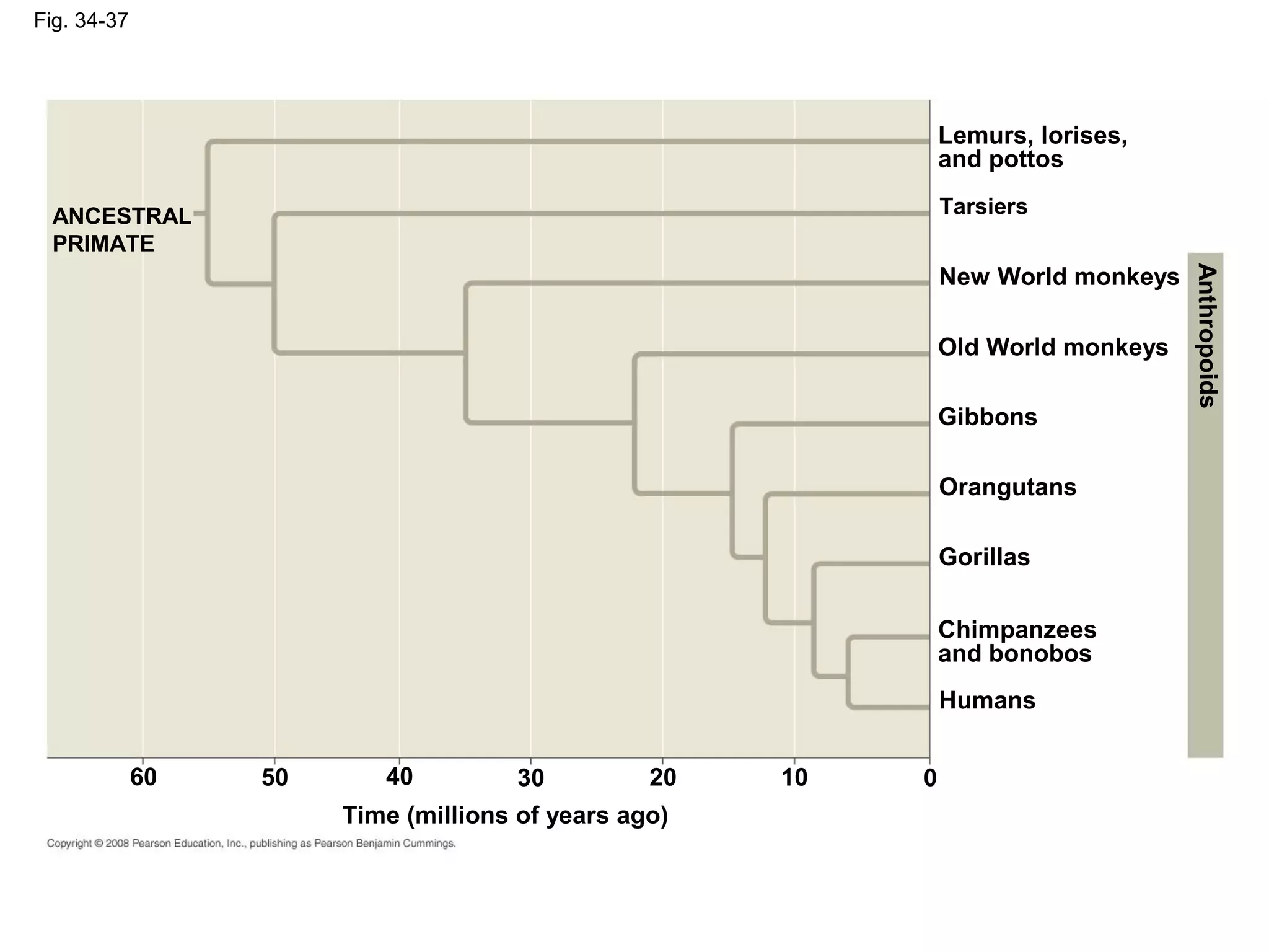 Fig. 34-37
Lemurs, lorises,
and pottos
Tarsiers
New World monkeys
Old World monkeys
Gibbons
Orangutans
Gorillas
Chimpanzees
and bonobos
Humans
0102030405060
Time (millions of years ago)
ANCESTRAL
PRIMATE
Anthropoids
 
