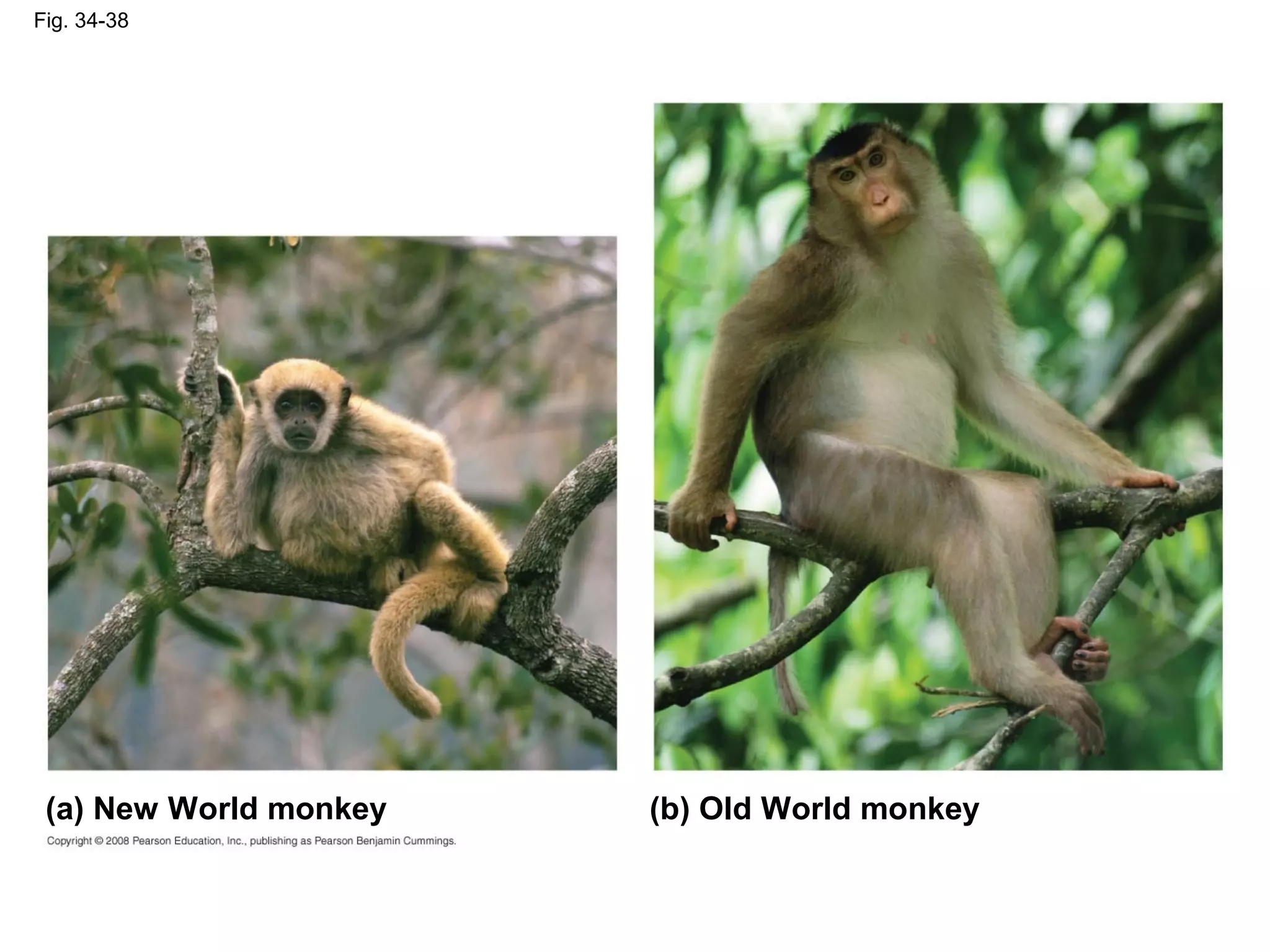 Fig. 34-38
(a) New World monkey (b) Old World monkey
 