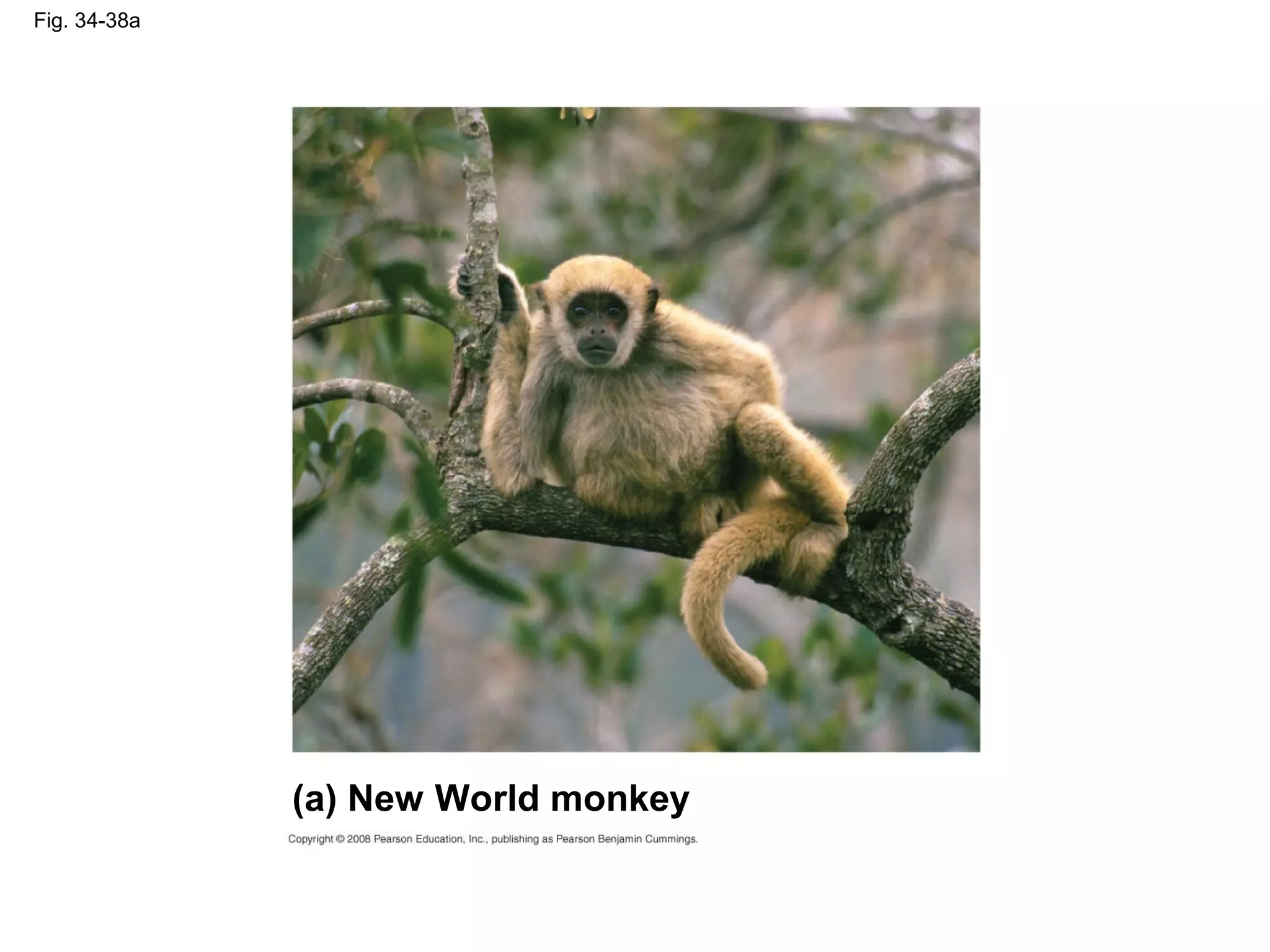 Fig. 34-38a
(a) New World monkey
 