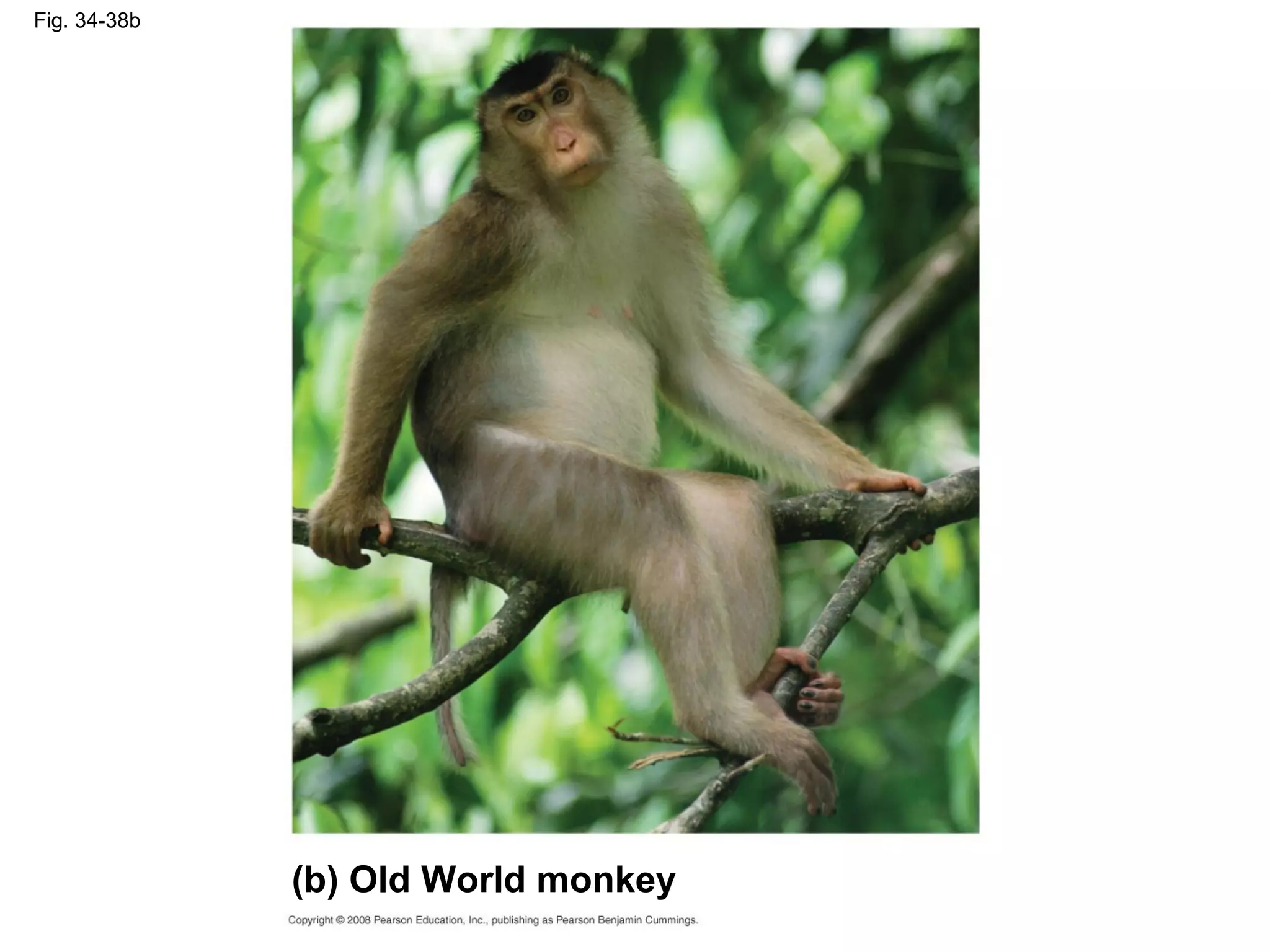 Fig. 34-38b
(b) Old World monkey
 
