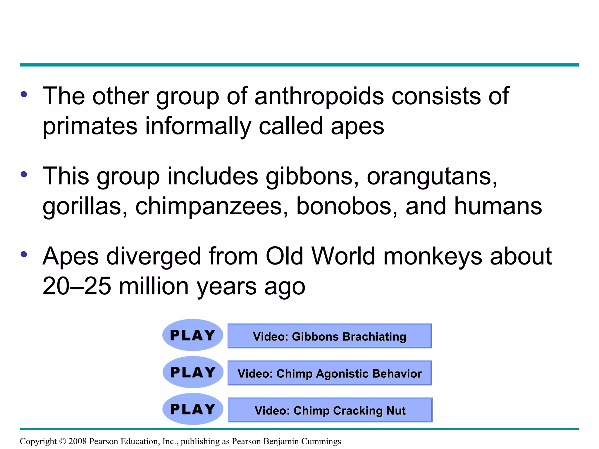 Copyright © 2008 Pearson Education, Inc., publishing as Pearson Benjamin Cummings
• The other group of anthropoids consists of
primates informally called apes
• This group includes gibbons, orangutans,
gorillas, chimpanzees, bonobos, and humans
• Apes diverged from Old World monkeys about
20–25 million years ago
Video: Chimp Agonistic BehaviorVideo: Chimp Agonistic Behavior
Video: Chimp Cracking NutVideo: Chimp Cracking Nut
Video: Gibbons BrachiatingVideo: Gibbons Brachiating
 