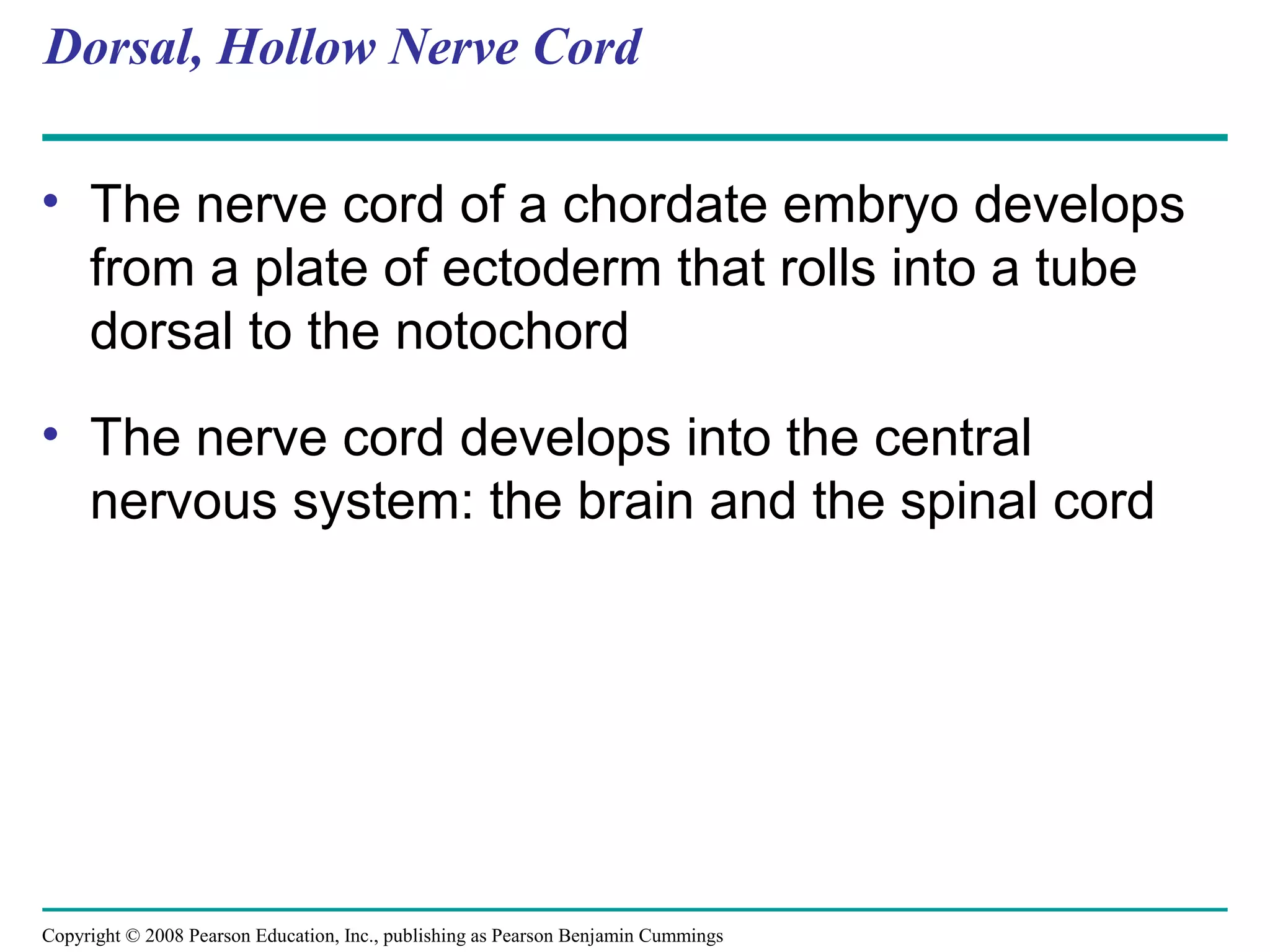 Copyright © 2008 Pearson Education, Inc., publishing as Pearson Benjamin Cummings
Dorsal, Hollow Nerve Cord
• The nerve cord of a chordate embryo develops
from a plate of ectoderm that rolls into a tube
dorsal to the notochord
• The nerve cord develops into the central
nervous system: the brain and the spinal cord
 