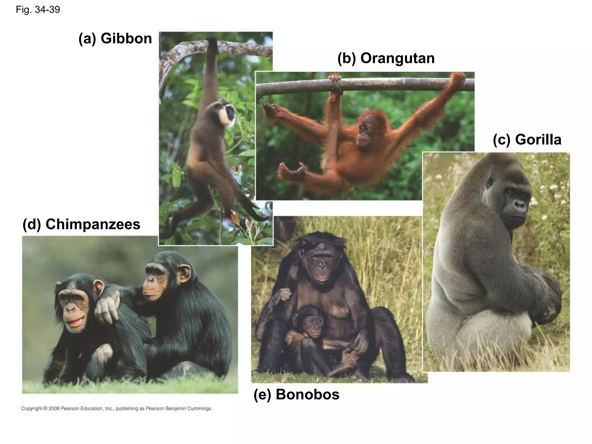 Fig. 34-39
(e) Bonobos
(a) Gibbon
(d) Chimpanzees
(b) Orangutan
(c) Gorilla
 
