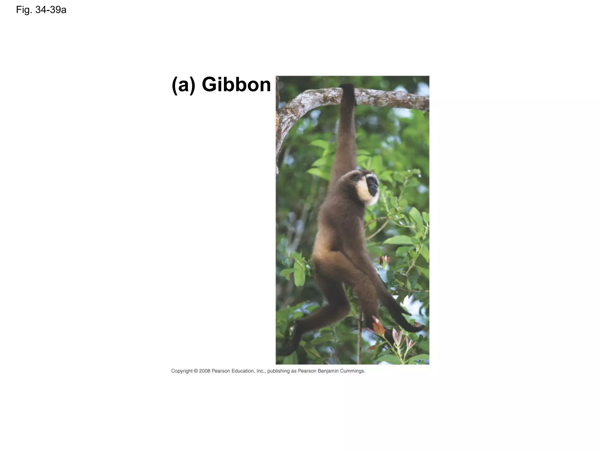 Fig. 34-39a
(a) Gibbon
 