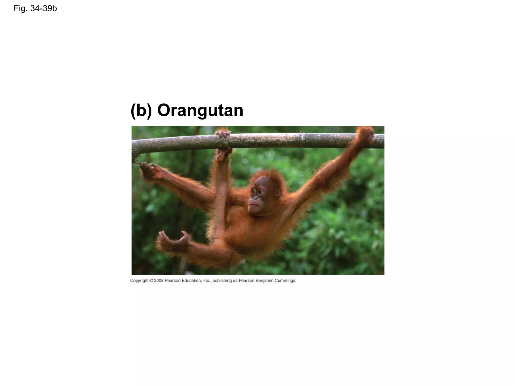 Fig. 34-39b
(b) Orangutan
 
