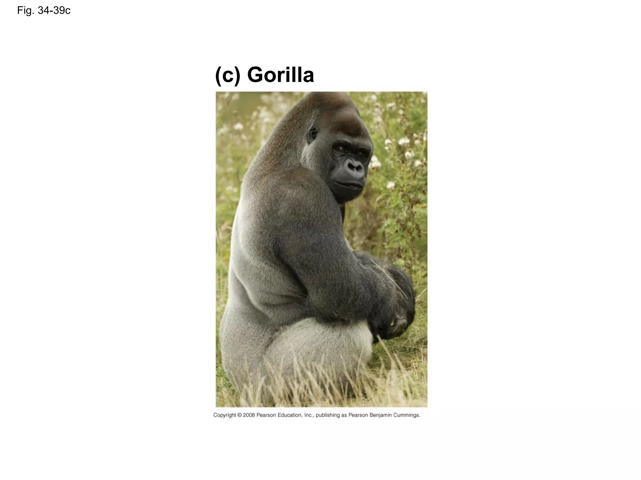 Fig. 34-39c
(c) Gorilla
 
