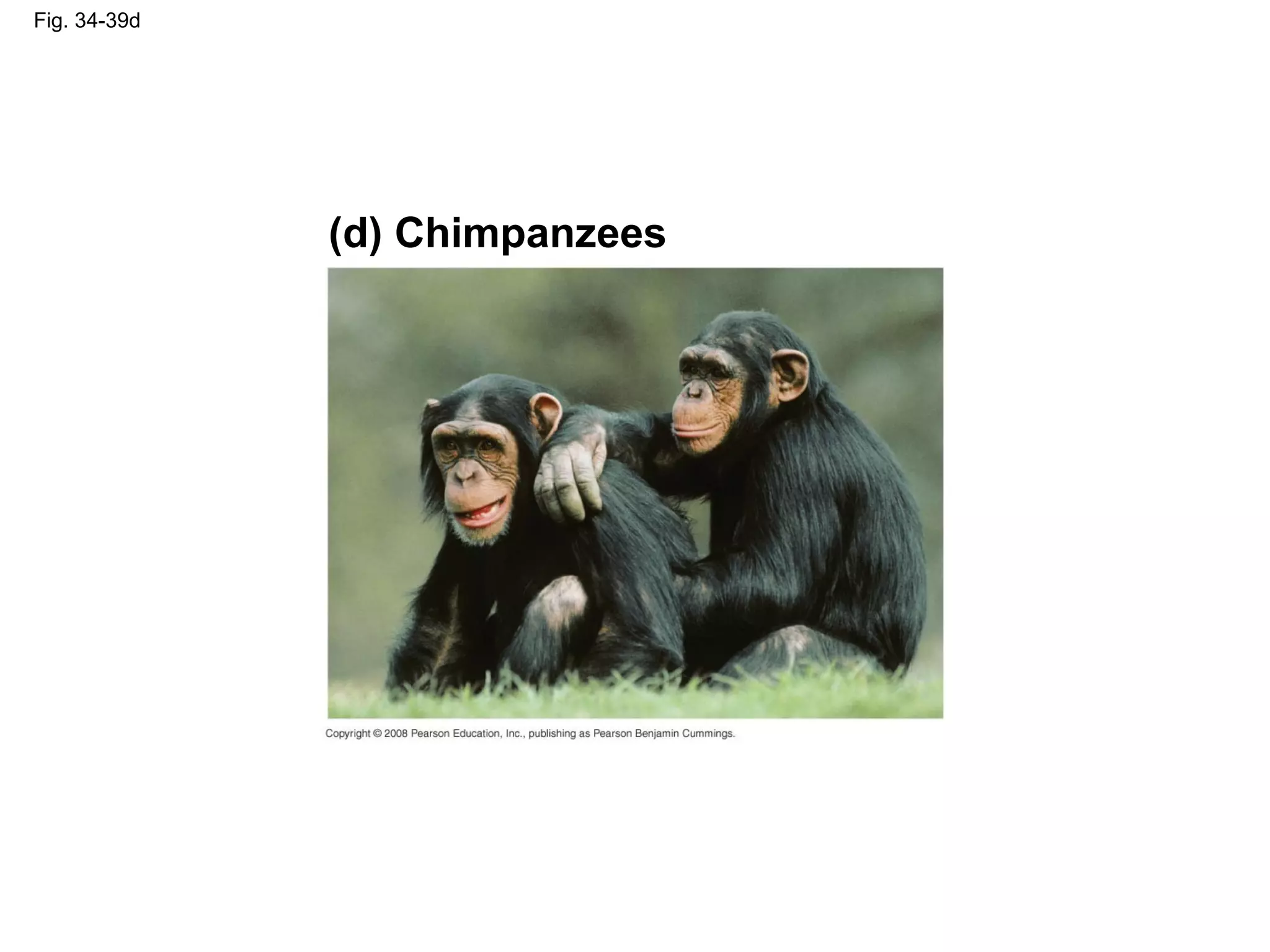 Fig. 34-39d
(d) Chimpanzees
 