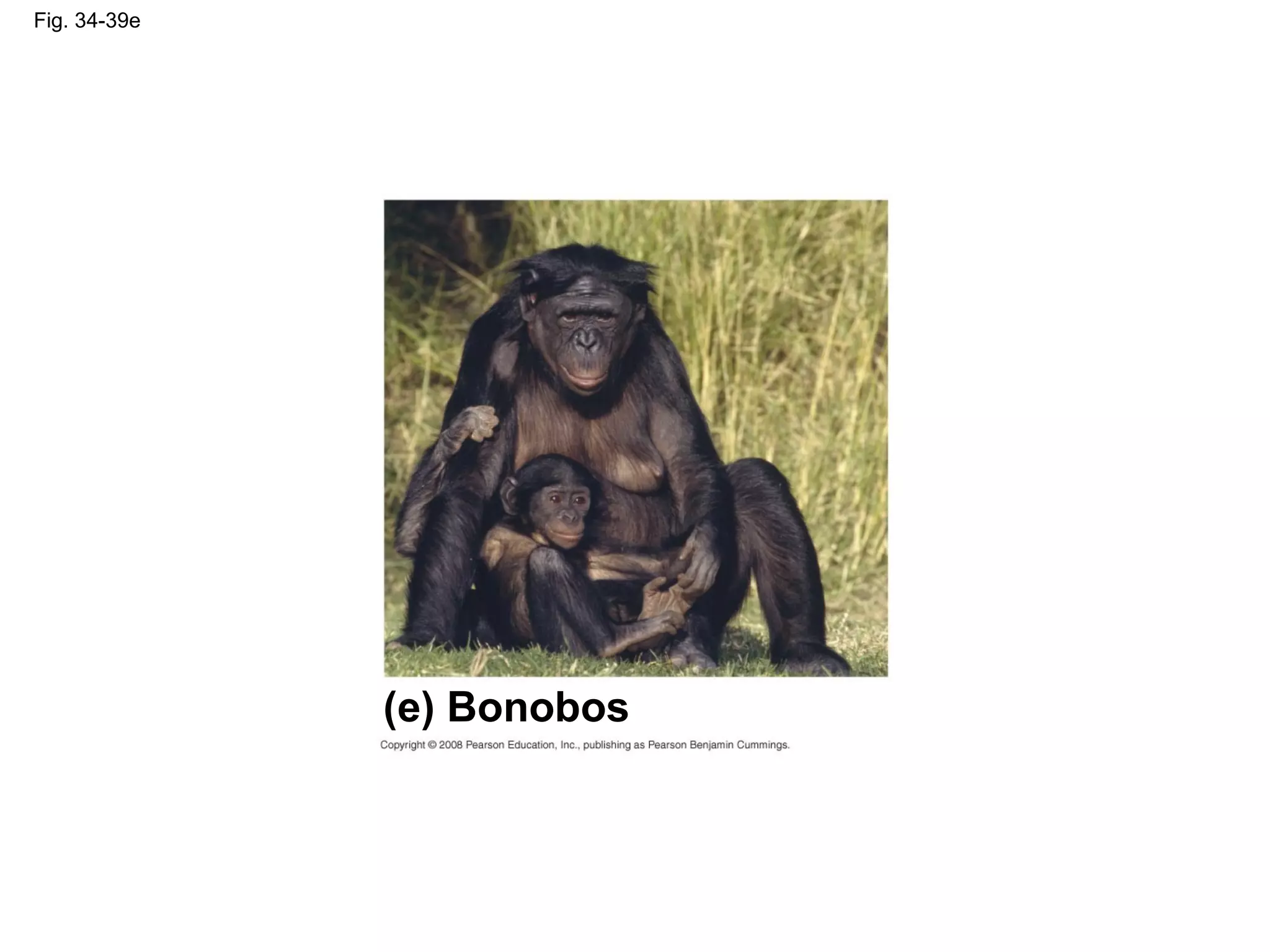 Fig. 34-39e
(e) Bonobos
 