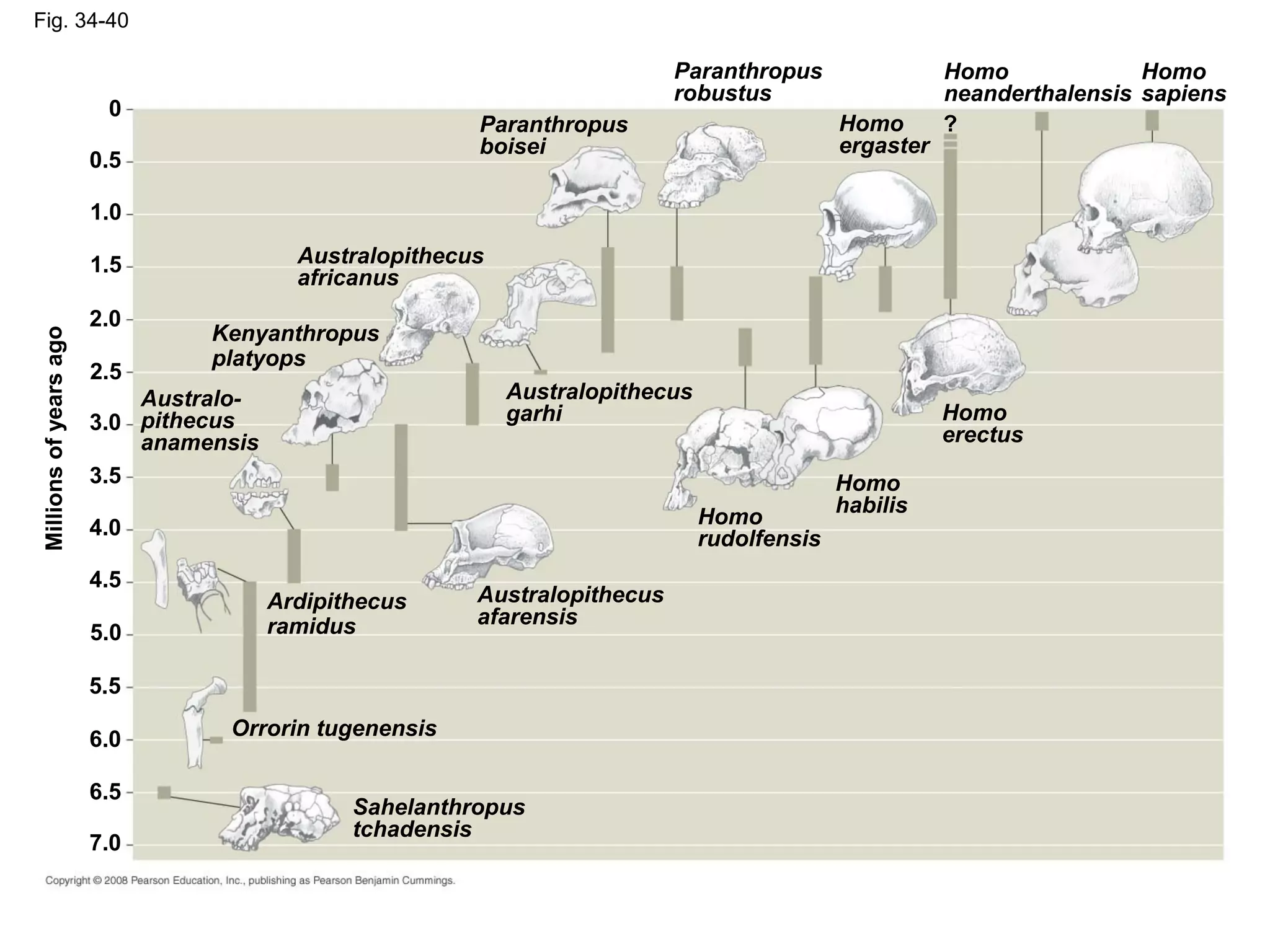 Fig. 34-40
Homo
erectus
Homo
habilis
Homo
sapiens
Homo
neanderthalensis
?Homo
ergaster
Paranthropus
robustus
Paranthropus
boisei
Australopithecus
africanus
Australopithecus
garhi
Australopithecus
afarensis
Sahelanthropus
tchadensis
Orrorin tugenensis
Ardipithecus
ramidus
Australo-
pithecus
anamensis
Kenyanthropus
platyops
Homo
rudolfensis
Millionsofyearsago
0
0.5
1.0
1.5
2.0
2.5
3.0
3.5
4.0
4.5
5.0
5.5
6.0
6.5
7.0
 