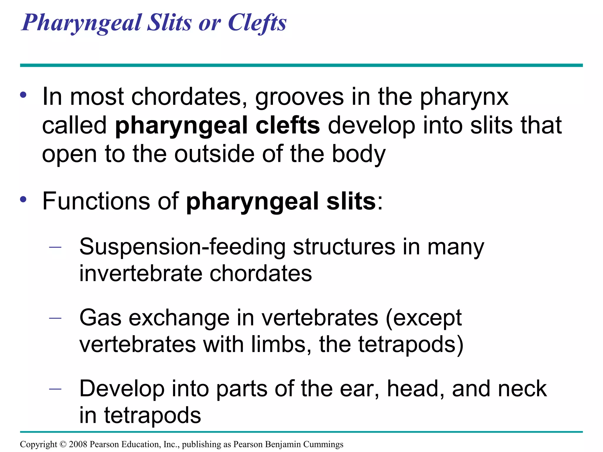 Copyright © 2008 Pearson Education, Inc., publishing as Pearson Benjamin Cummings
Pharyngeal Slits or Clefts
• In most chordates, grooves in the pharynx
called pharyngeal clefts develop into slits that
open to the outside of the body
• Functions of pharyngeal slits:
– Suspension-feeding structures in many
invertebrate chordates
– Gas exchange in vertebrates (except
vertebrates with limbs, the tetrapods)
– Develop into parts of the ear, head, and neck
in tetrapods
 