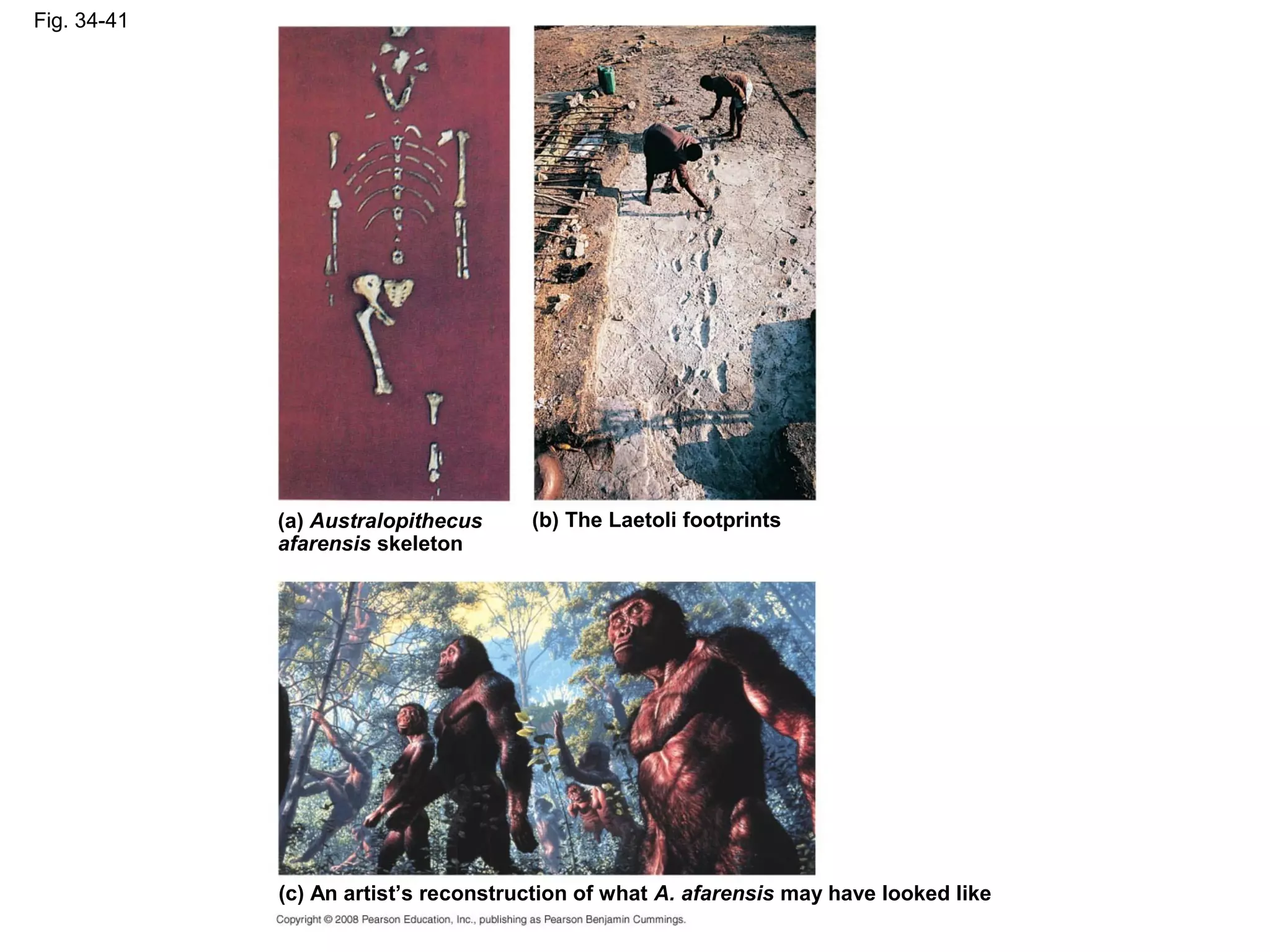Fig. 34-41
(c) An artist’s reconstruction of what A. afarensis may have looked like
(a) Australopithecus
afarensis skeleton
(b) The Laetoli footprints
 