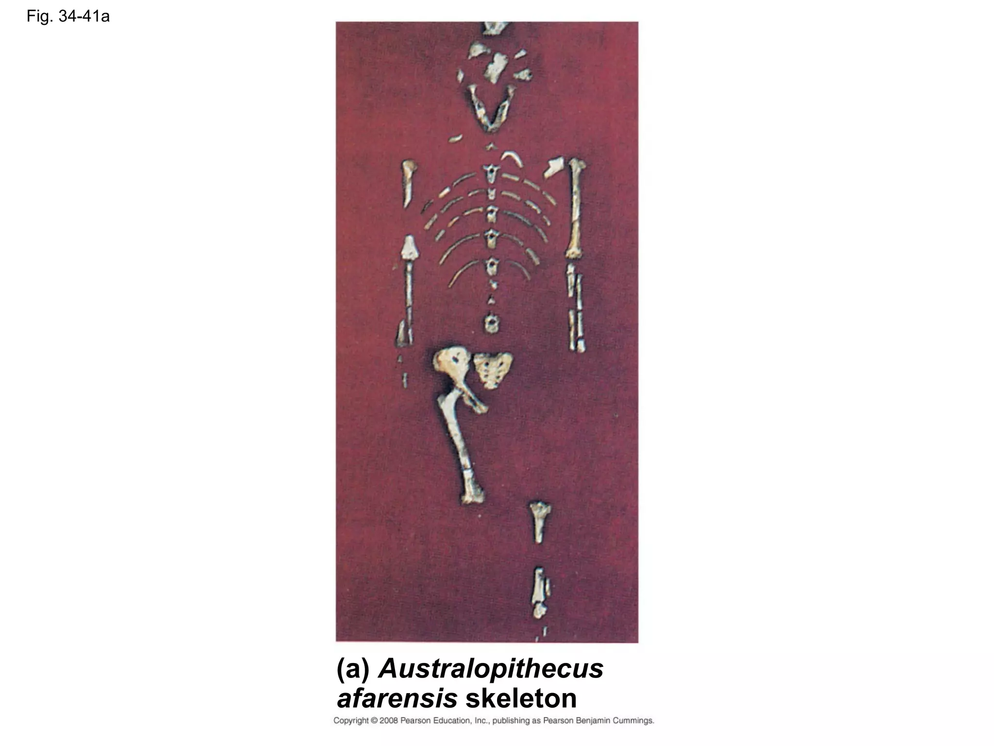 Fig. 34-41a
(a) Australopithecus
afarensis skeleton
 