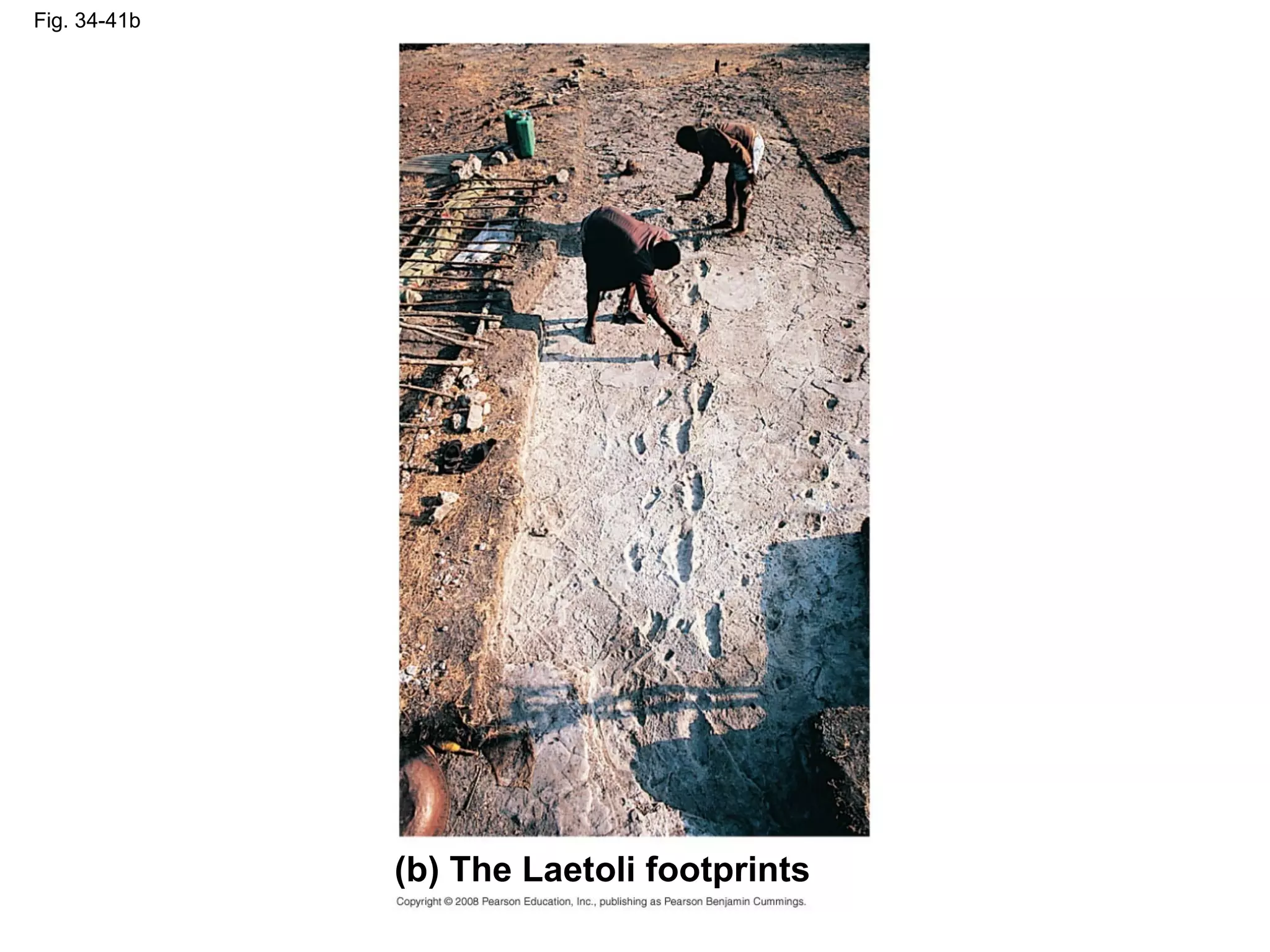 Fig. 34-41b
(b) The Laetoli footprints
 