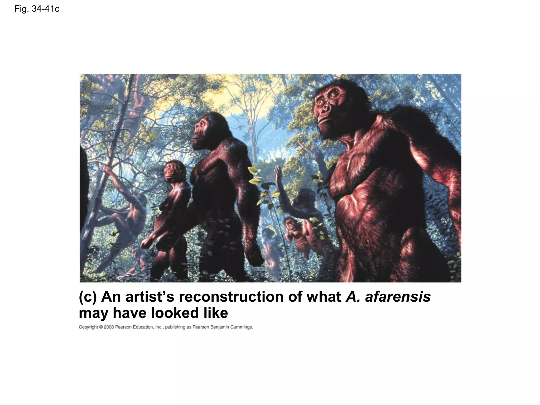 Fig. 34-41c
(c) An artist’s reconstruction of what A. afarensis
may have looked like
 