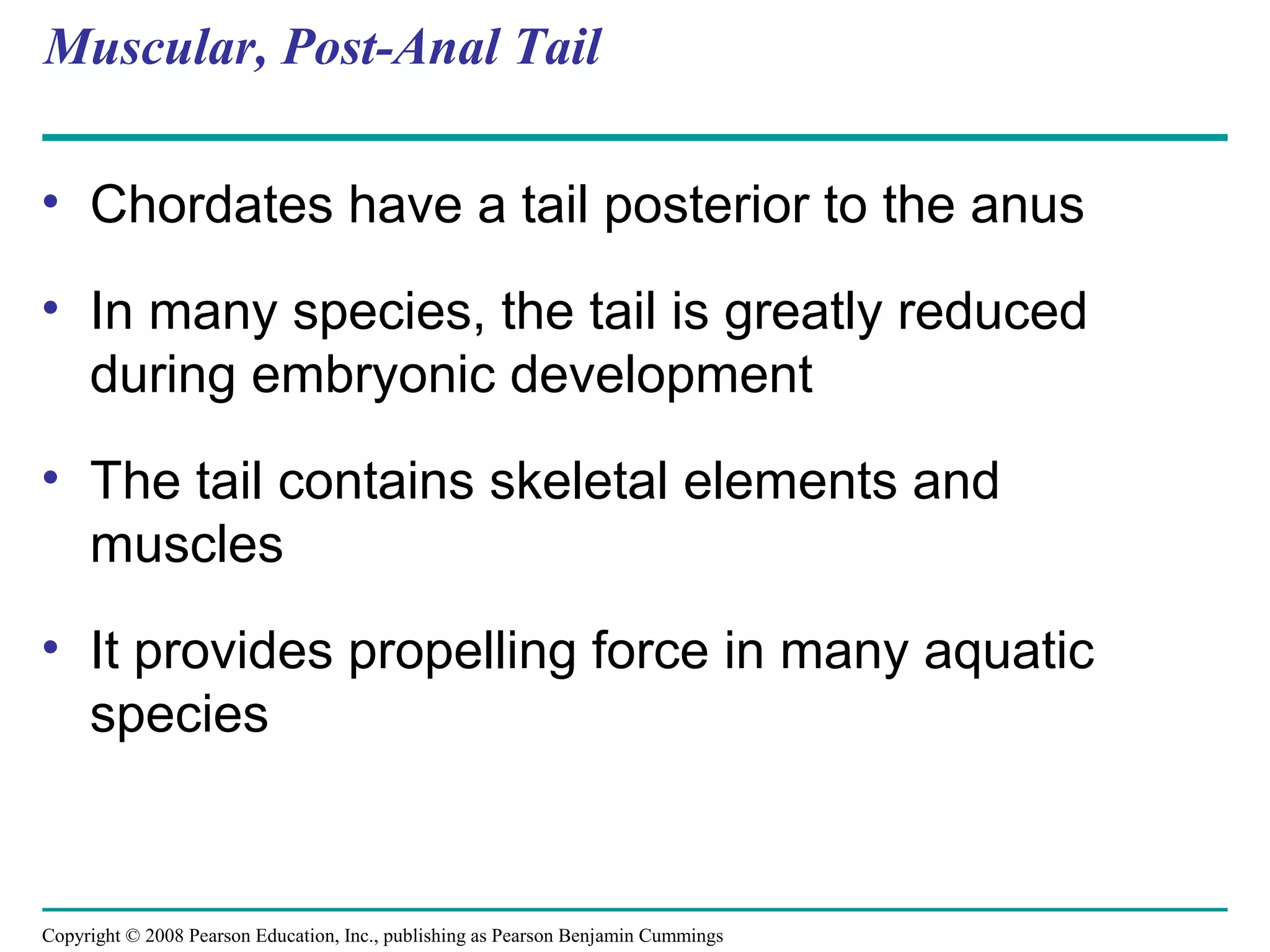Copyright © 2008 Pearson Education, Inc., publishing as Pearson Benjamin Cummings
Muscular, Post-Anal Tail
• Chordates have a tail posterior to the anus
• In many species, the tail is greatly reduced
during embryonic development
• The tail contains skeletal elements and
muscles
• It provides propelling force in many aquatic
species
 