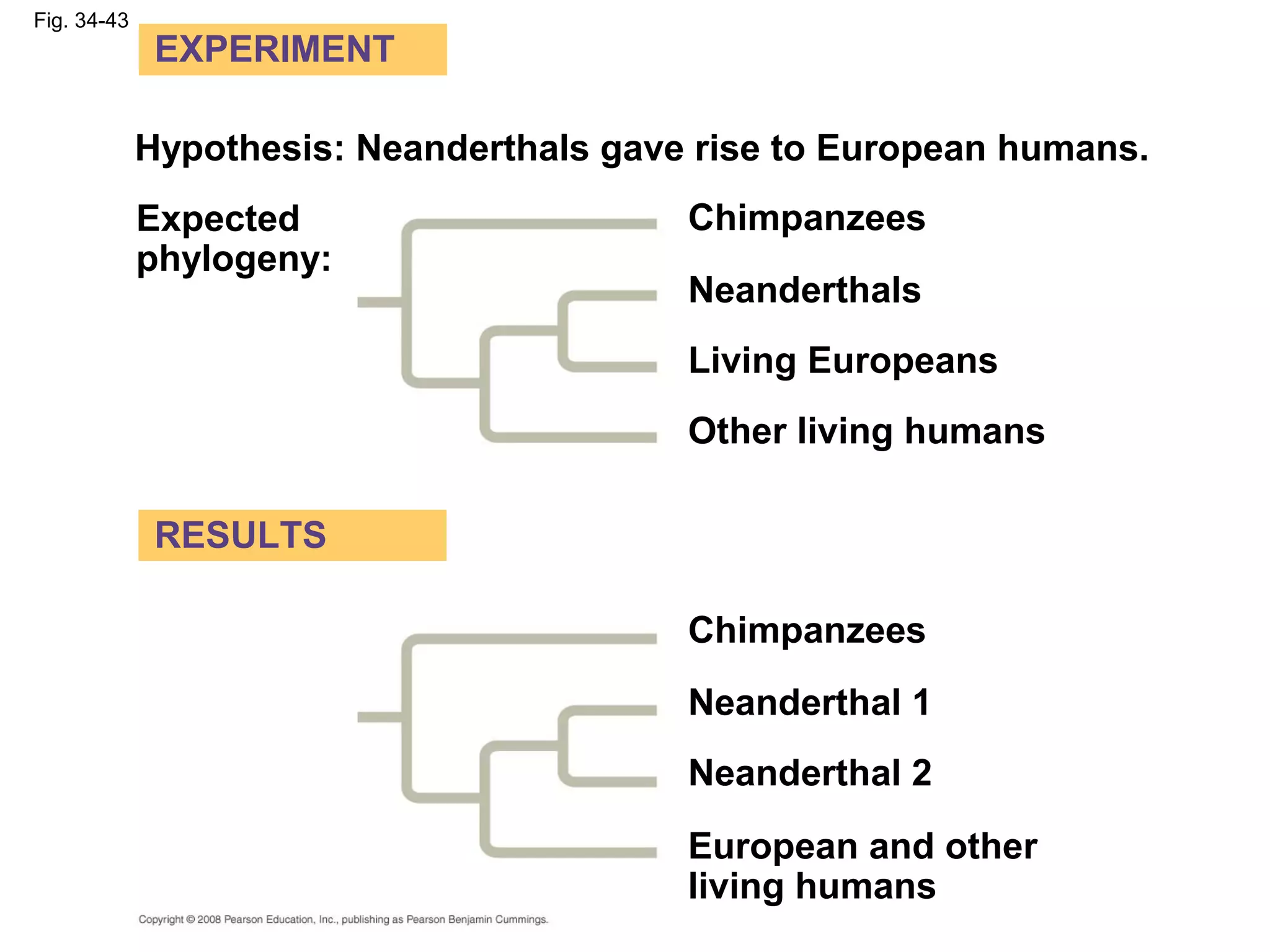 Fig. 34-43
Chimpanzees
Chimpanzees
European and other
living humans
Neanderthals
Living Europeans
Other living humans
Neanderthal 1
Neanderthal 2
Hypothesis: Neanderthals gave rise to European humans.
Expected
phylogeny:
RESULTS
EXPERIMENT
 