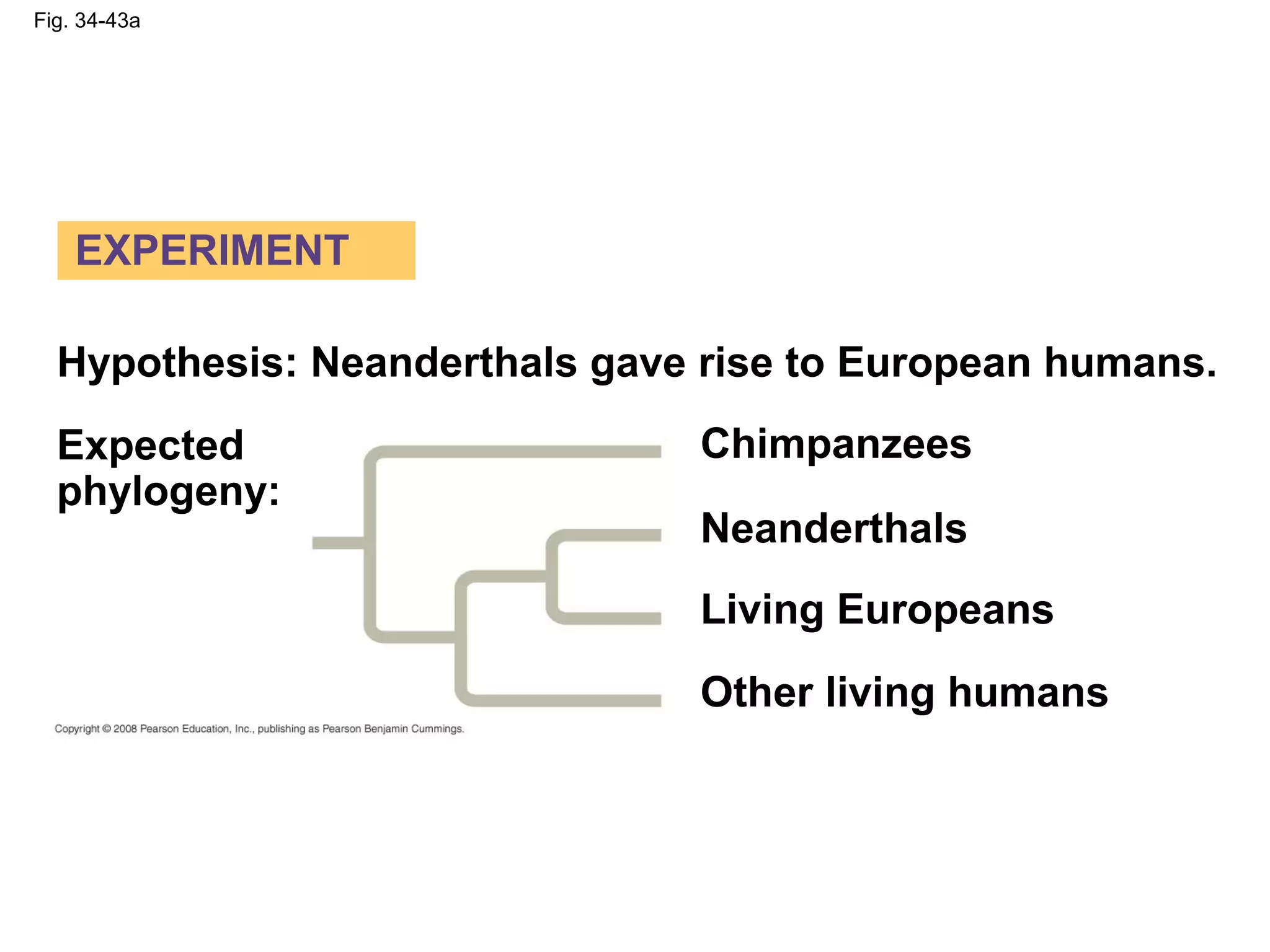 Fig. 34-43a
Chimpanzees
Neanderthals
Living Europeans
Other living humans
Hypothesis: Neanderthals gave rise to European humans.
Expected
phylogeny:
EXPERIMENT
 
