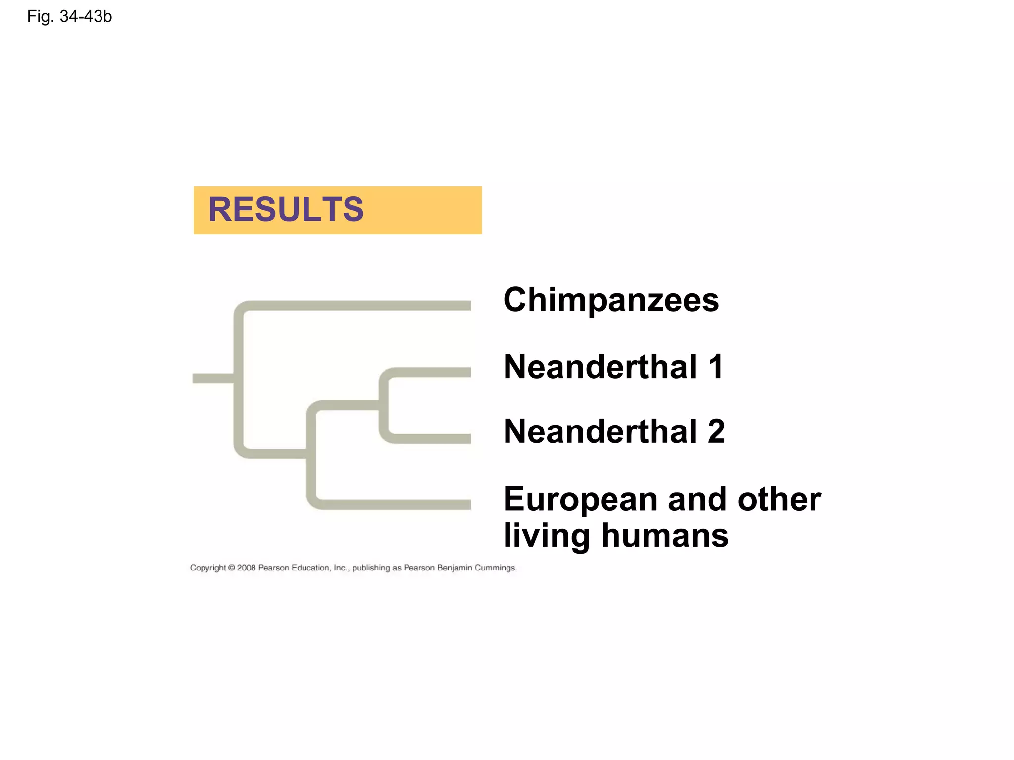 Fig. 34-43b
Chimpanzees
European and other
living humans
Neanderthal 1
Neanderthal 2
RESULTS
 