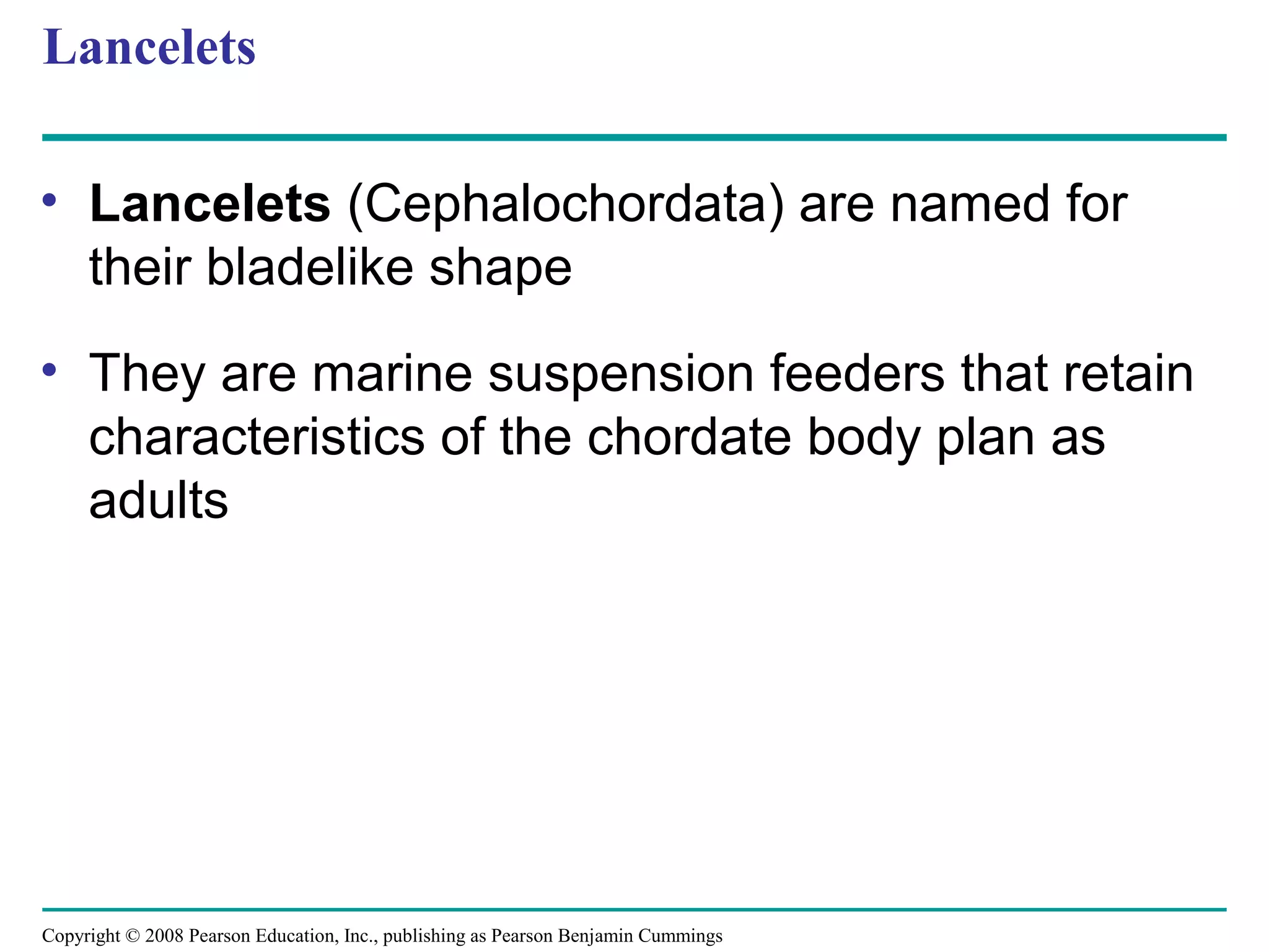 Copyright © 2008 Pearson Education, Inc., publishing as Pearson Benjamin Cummings
Lancelets
• Lancelets (Cephalochordata) are named for
their bladelike shape
• They are marine suspension feeders that retain
characteristics of the chordate body plan as
adults
 