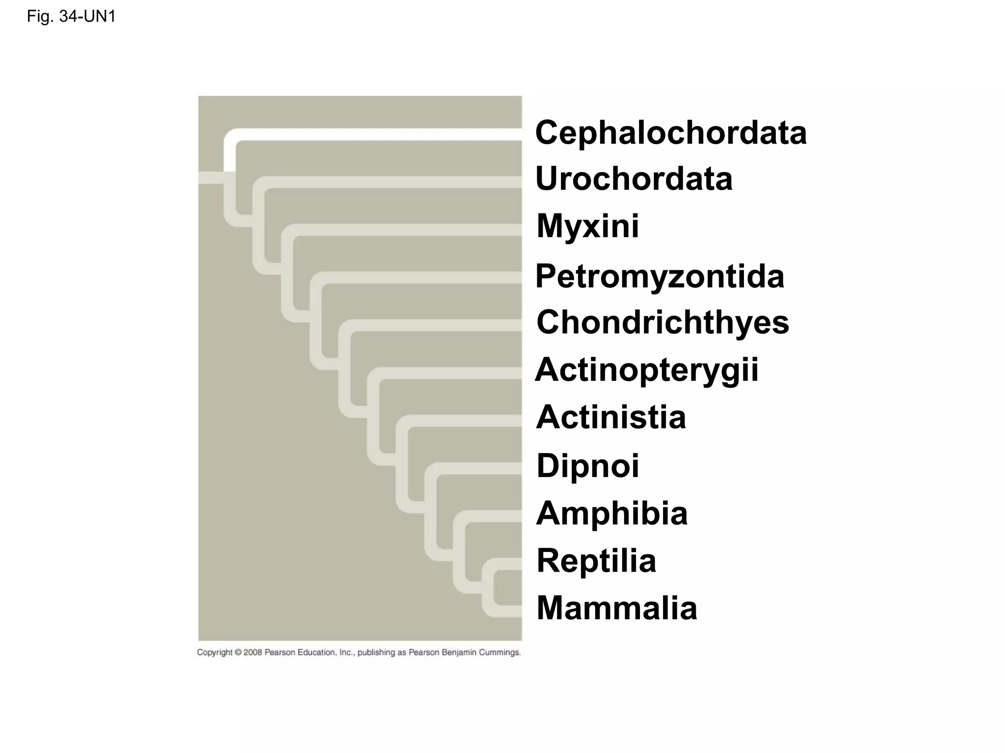 Fig. 34-UN1
Cephalochordata
Urochordata
Myxini
Petromyzontida
Mammalia
Chondrichthyes
Actinopterygii
Actinistia
Dipnoi
Amphibia
Reptilia
 